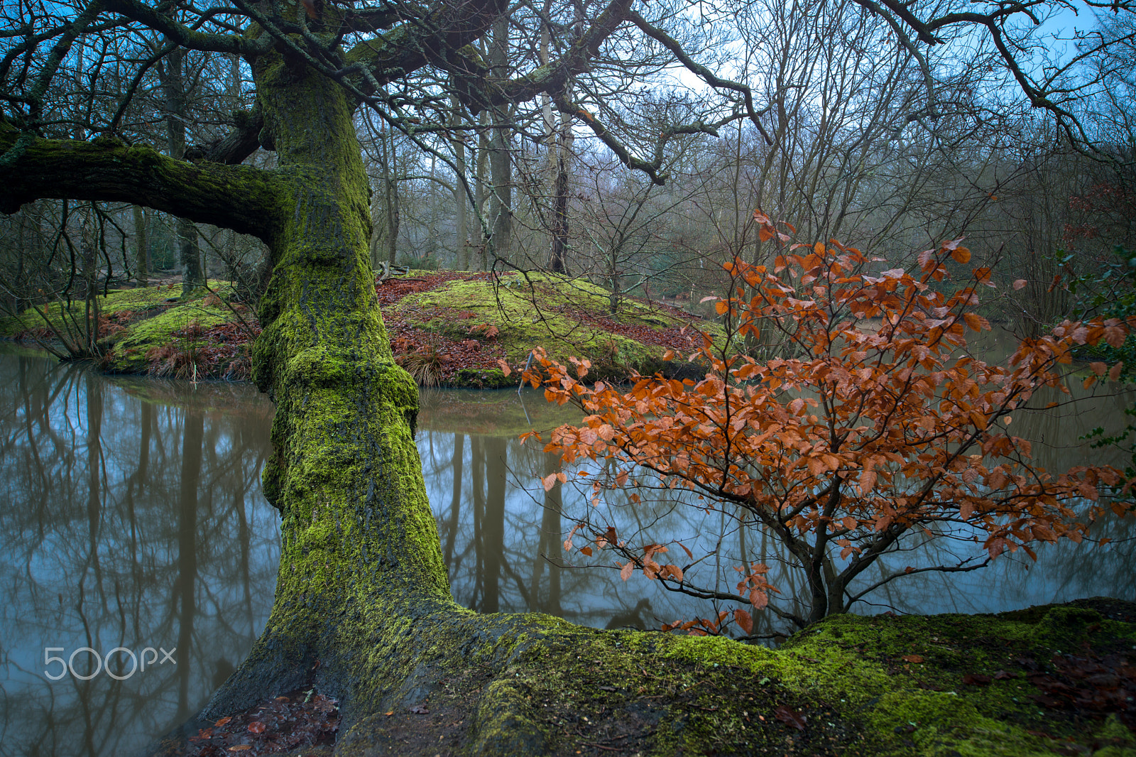 Nikon D3X + Nikon PC-E Nikkor 24mm F3.5D ED Tilt-Shift sample photo. Misty morning near a pond. photography