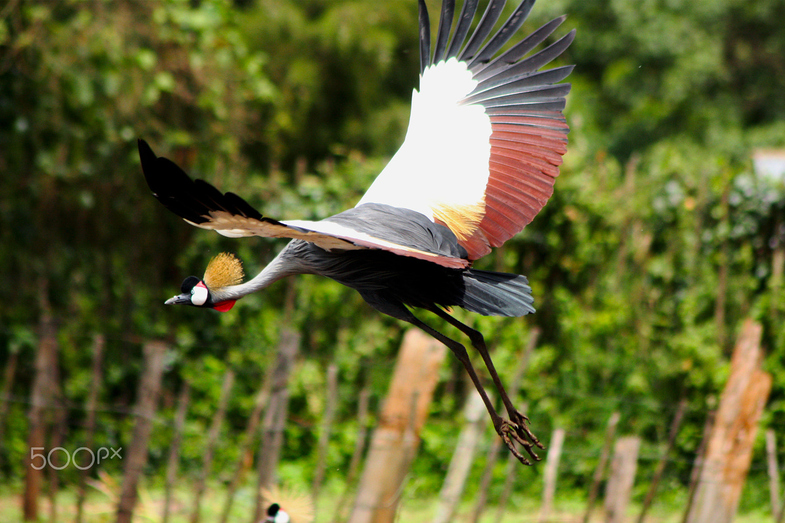 Canon EOS 450D (EOS Rebel XSi / EOS Kiss X2) + Canon EF 75-300mm F4.0-5.6 IS USM sample photo. Crested crane photography