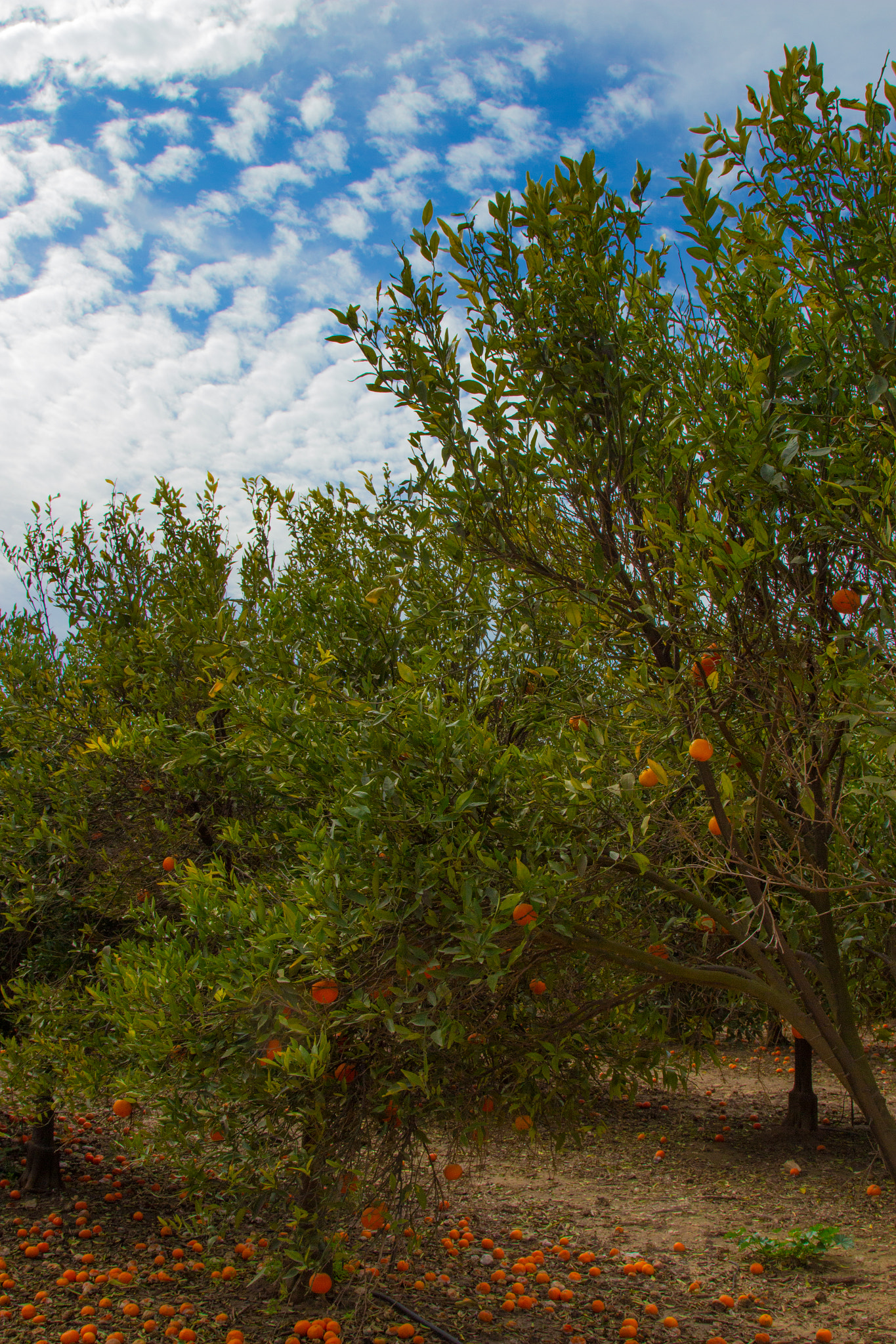 Canon EOS 700D (EOS Rebel T5i / EOS Kiss X7i) sample photo. Oranges orchard - israeli winter photography