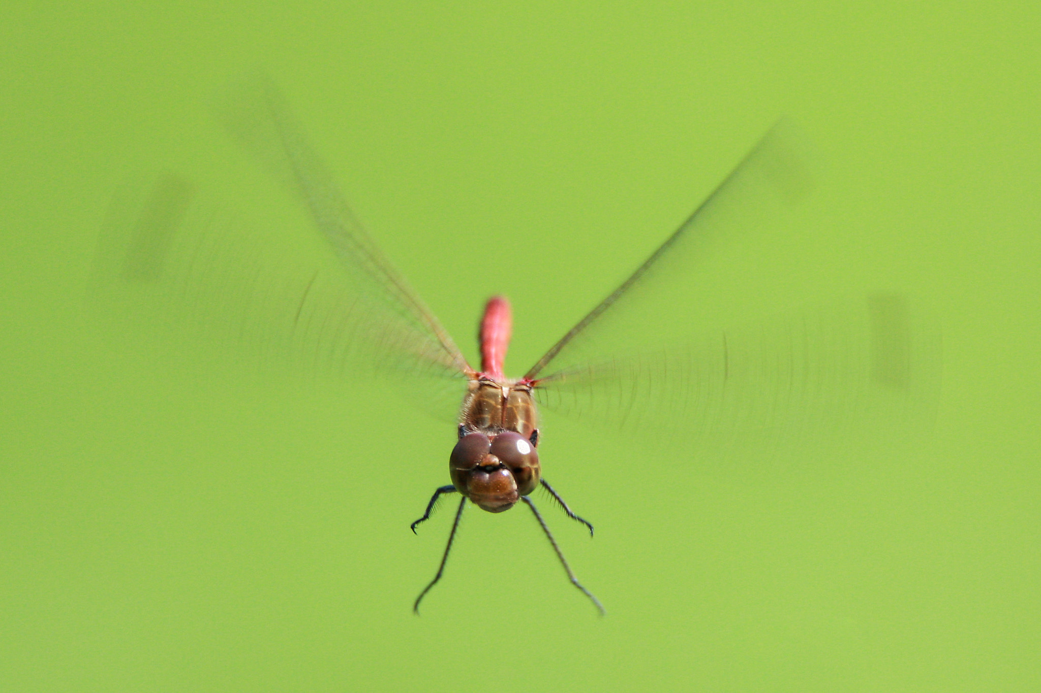 Canon EOS 40D + Tamron SP 150-600mm F5-6.3 Di VC USD sample photo. Dragonfly photography