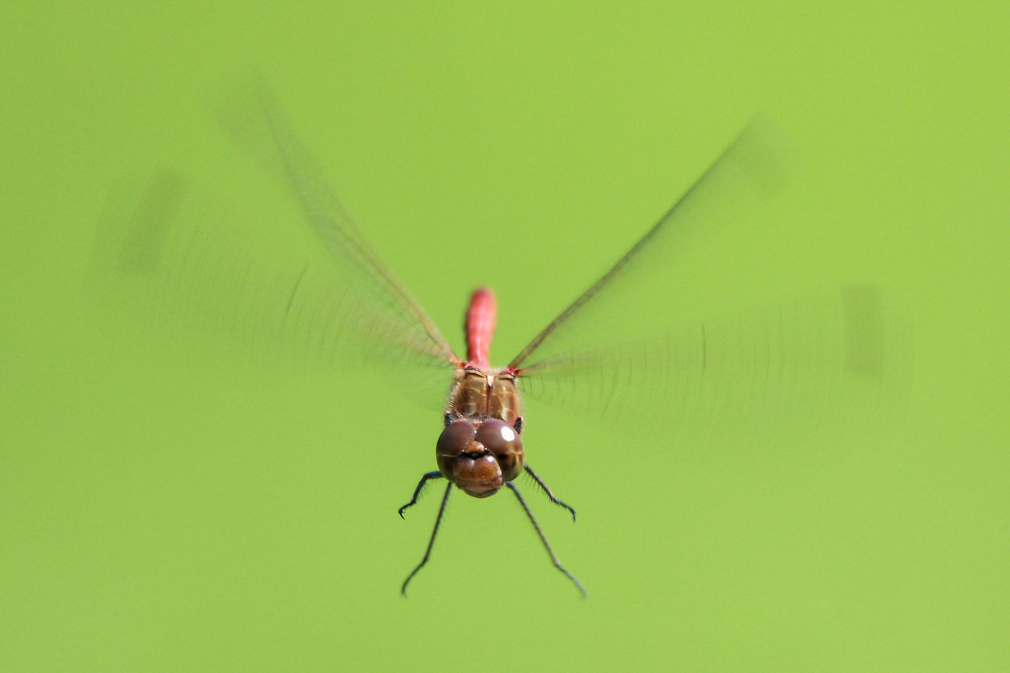 Canon EOS 40D sample photo. Dragonfly photography