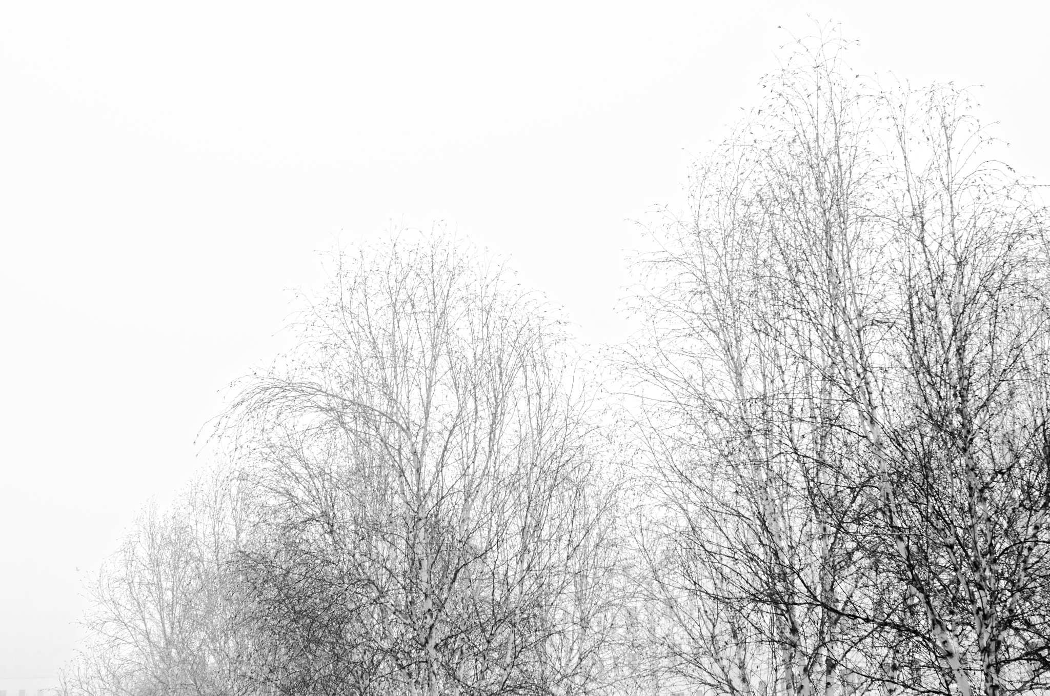 Nikon D7000 sample photo. White haze over the trees photography