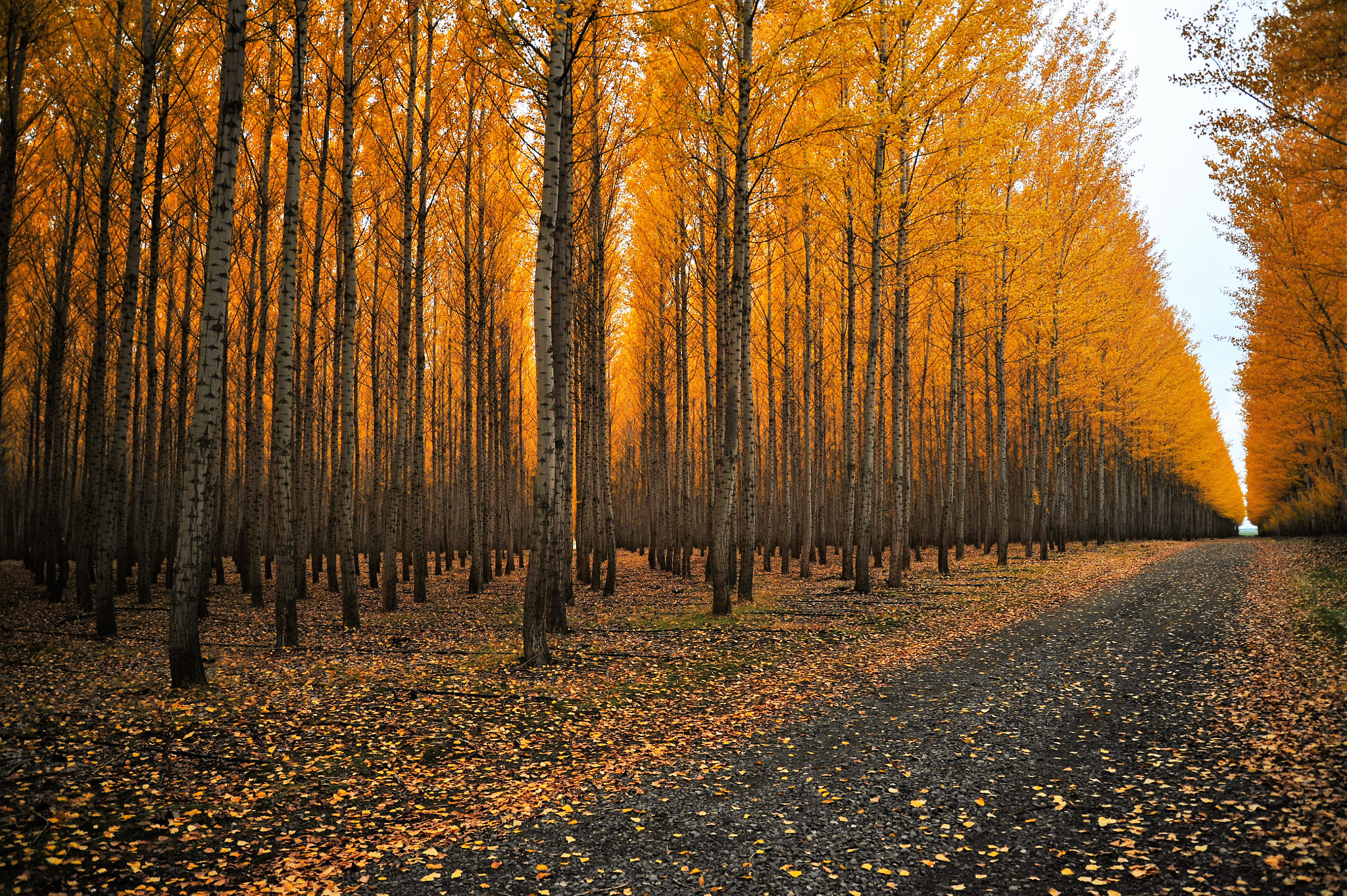 Nikon D700 sample photo. Autumn's path photography