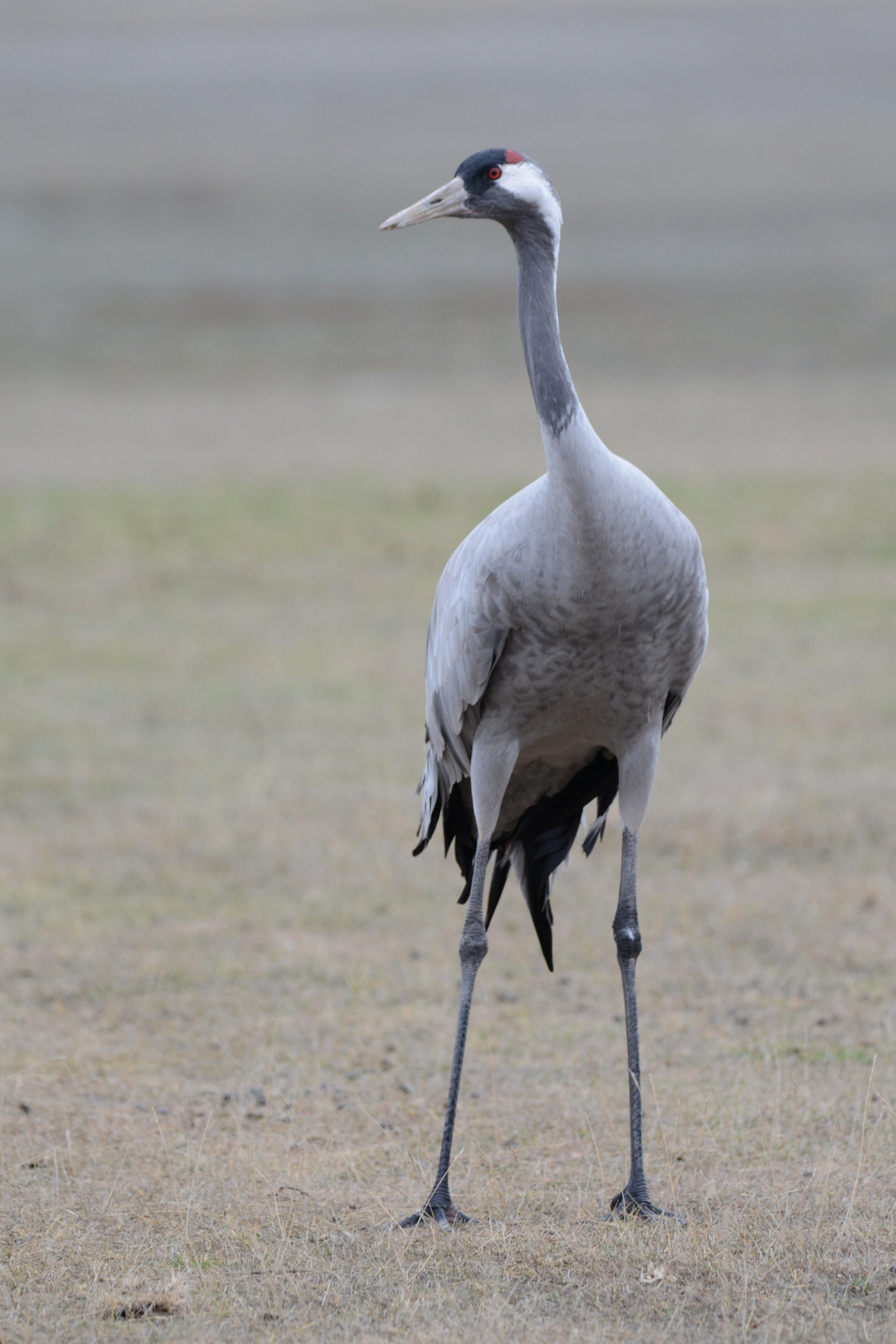 Sigma 150-600mm F5-6.3 DG OS HSM | C sample photo. La damisela gris photography
