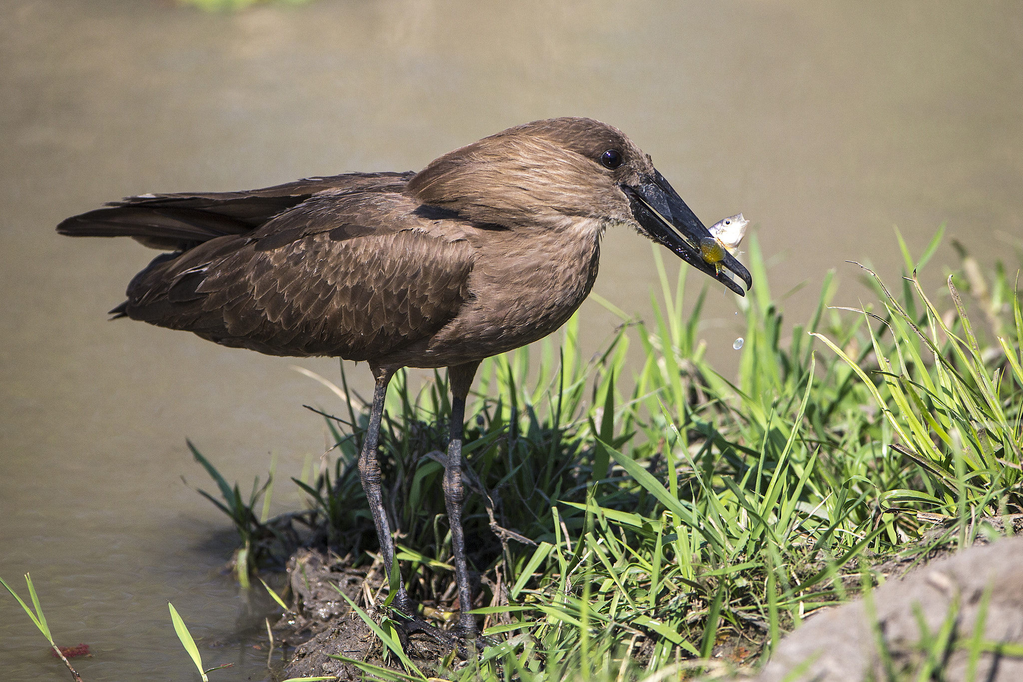 Canon EF 200-400mm F4L IS USM Extender 1.4x sample photo. Hammer head stork photography