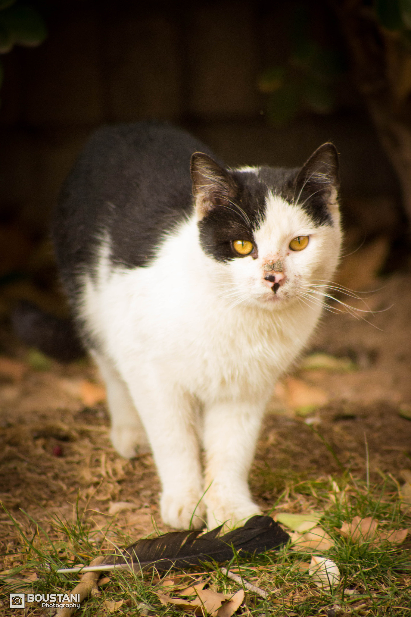 Canon EOS 700D (EOS Rebel T5i / EOS Kiss X7i) + EF75-300mm f/4-5.6 sample photo. Cat & feather photography