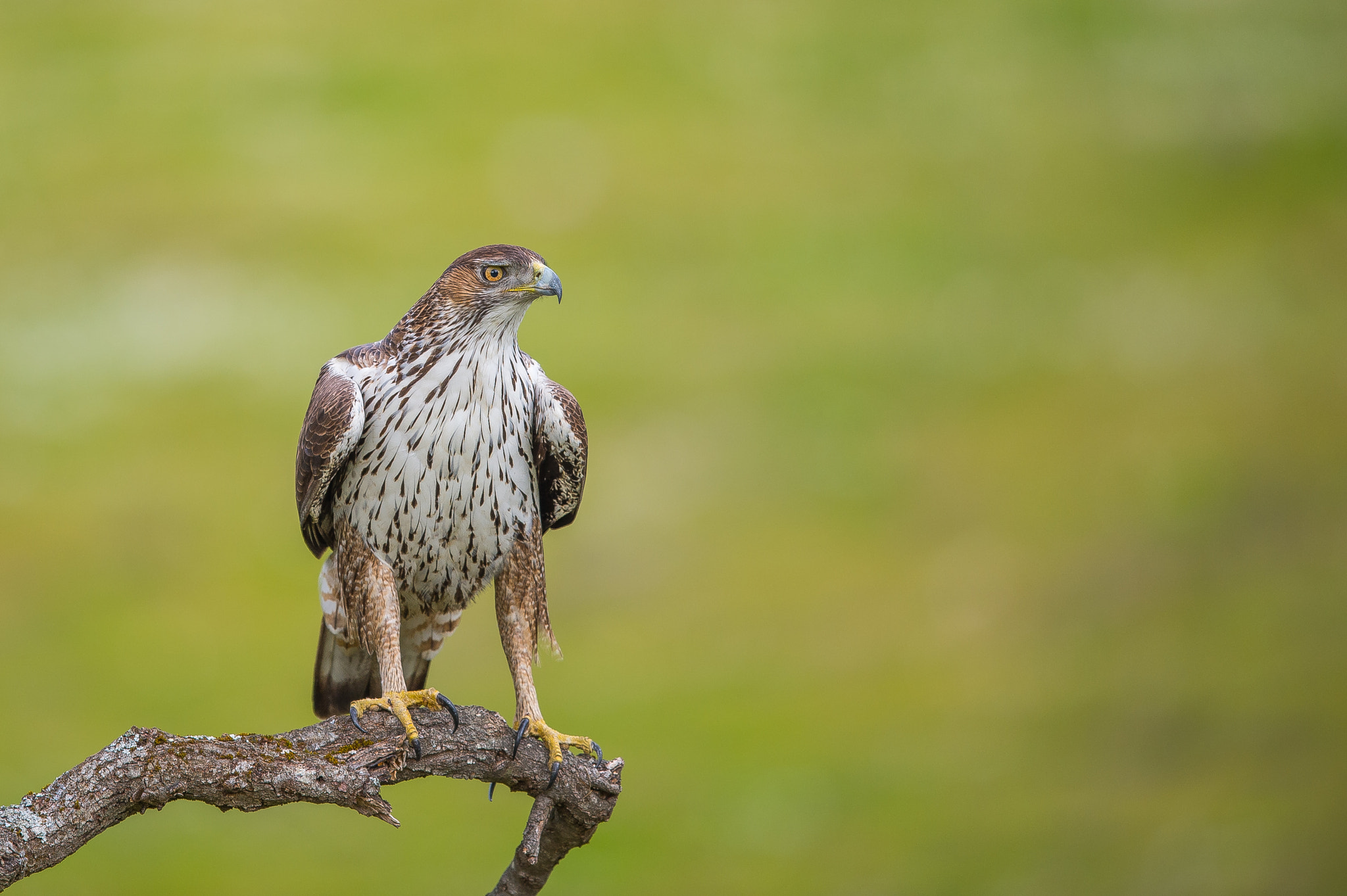 Nikon AF-S Nikkor 600mm F4E FL ED VR sample photo. Aguila perdicera photography