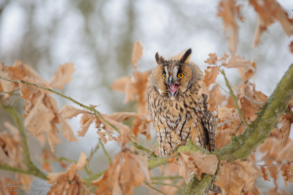 Nikon D3S + Nikon AF-S Nikkor 300mm F4D ED-IF sample photo. Long-eared owl photography