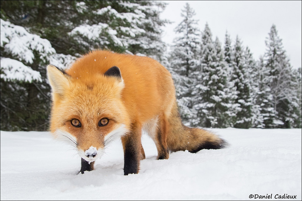 Canon EOS 7D Mark II + Tamron AF 28-75mm F2.8 XR Di LD Aspherical (IF) sample photo. Red fox stare photography