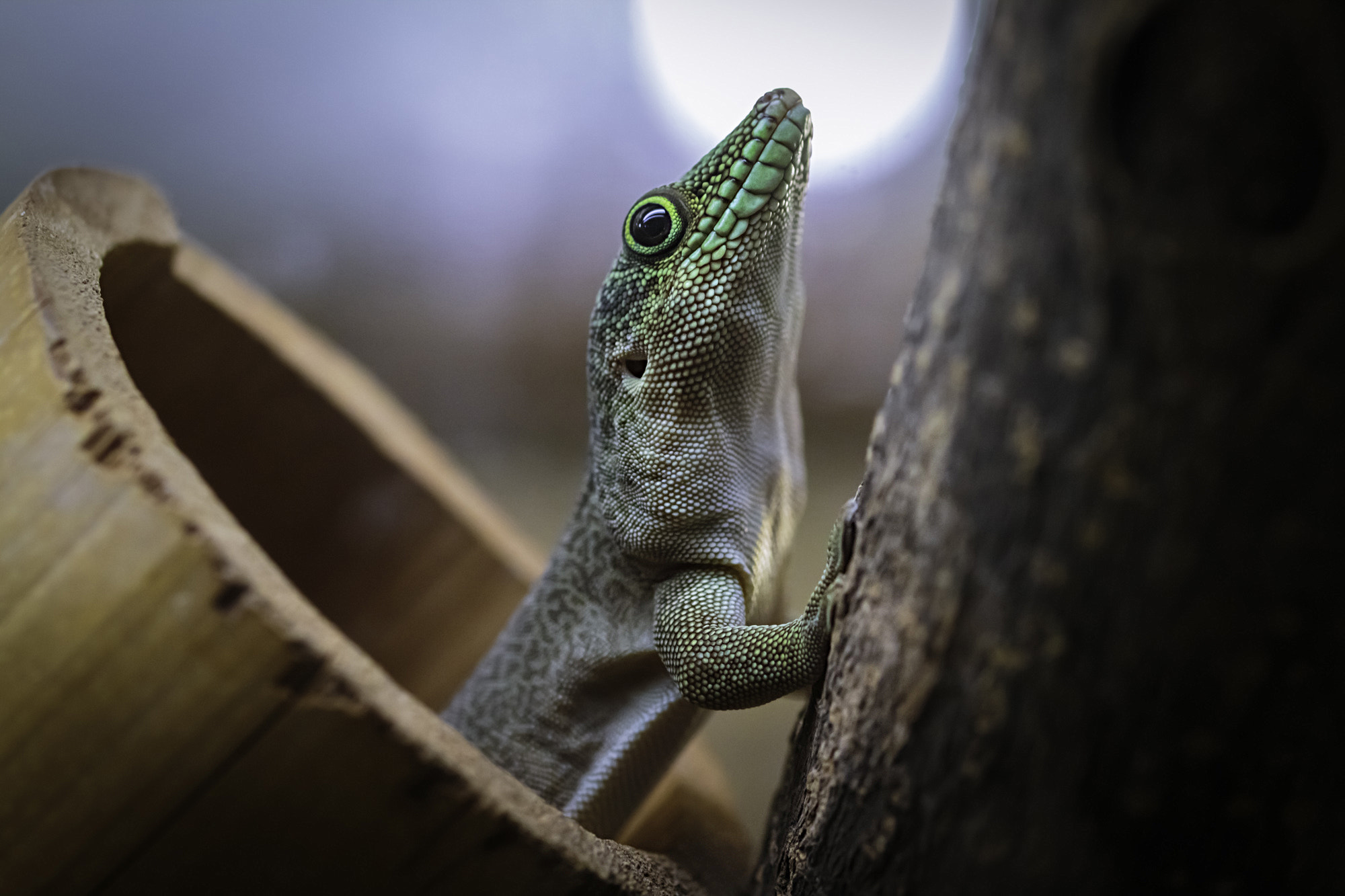 Sigma 105mm F2.8 EX DG OS HSM sample photo. Anolis photography