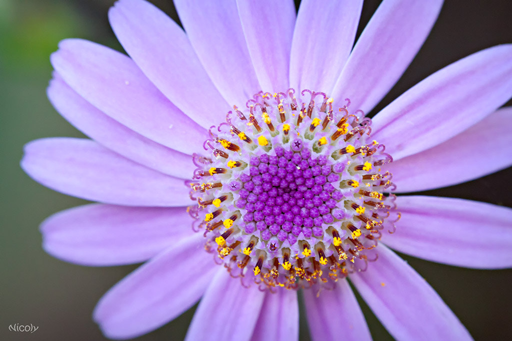 Canon EF 100mm F2.8 Macro USM sample photo. Pink flower photography