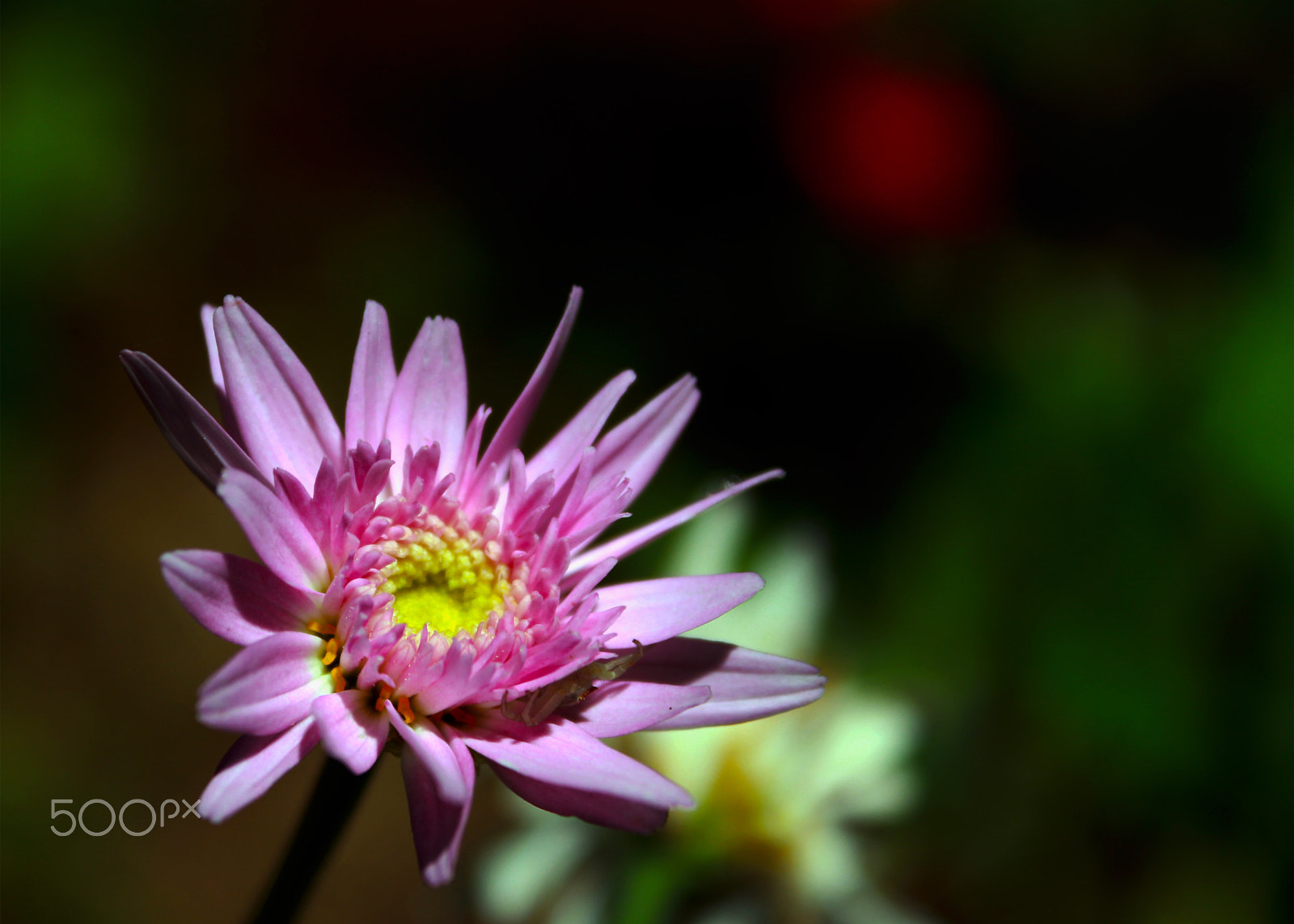 Canon EF-S 18-55mm F3.5-5.6 IS sample photo. Pink daisy photography