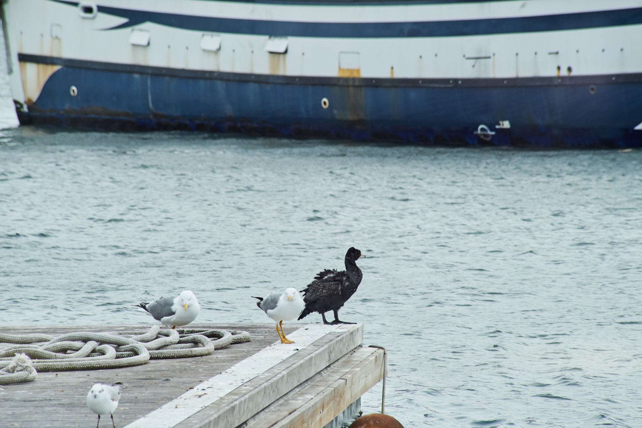 Sony a7R + Sony DT 50mm F1.8 SAM sample photo. Albatross  photography