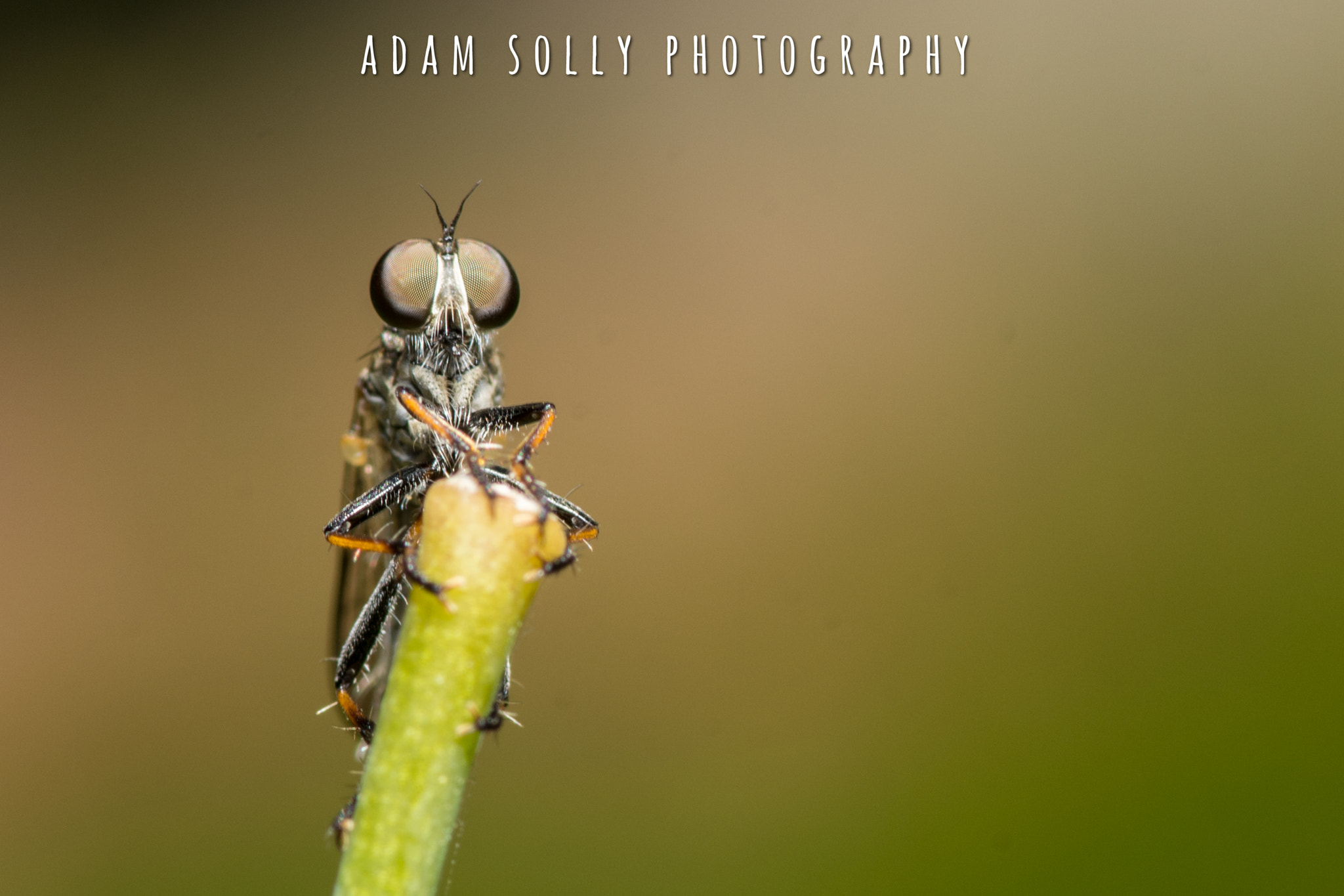 Tokina AT-X Pro 100mm F2.8 Macro sample photo. Robberfly - macro photography