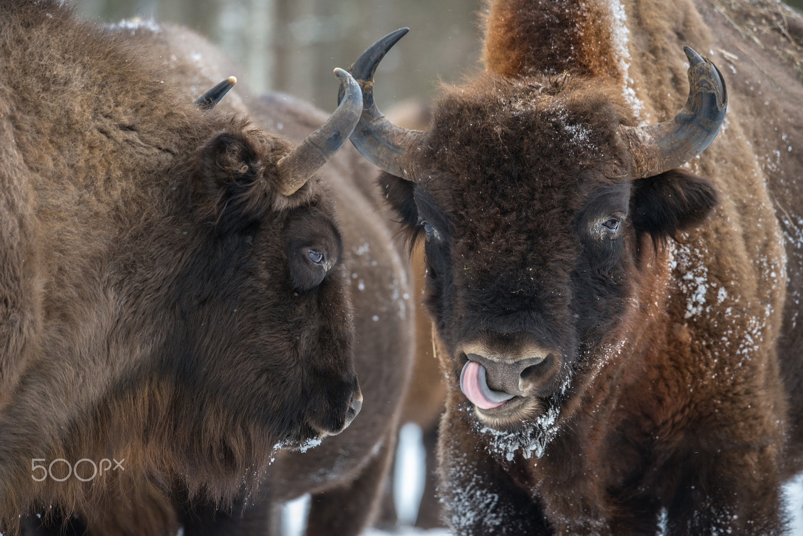 Nikon D800 + Sigma 50mm F2.8 EX DG Macro sample photo. Horns and tongues photography