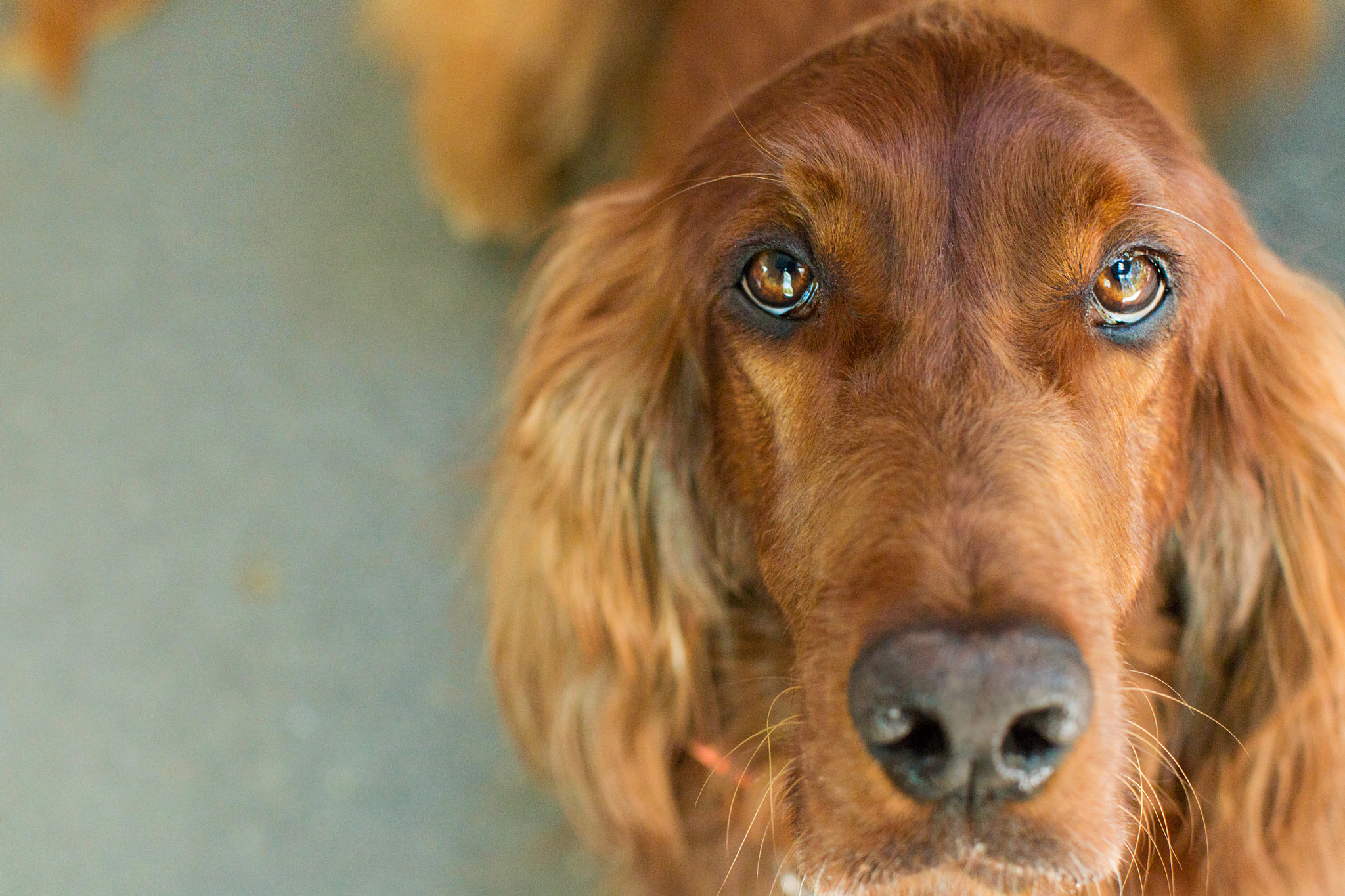 Canon EOS 70D + Canon EF 50mm F1.2L USM sample photo. Those eyes! photography