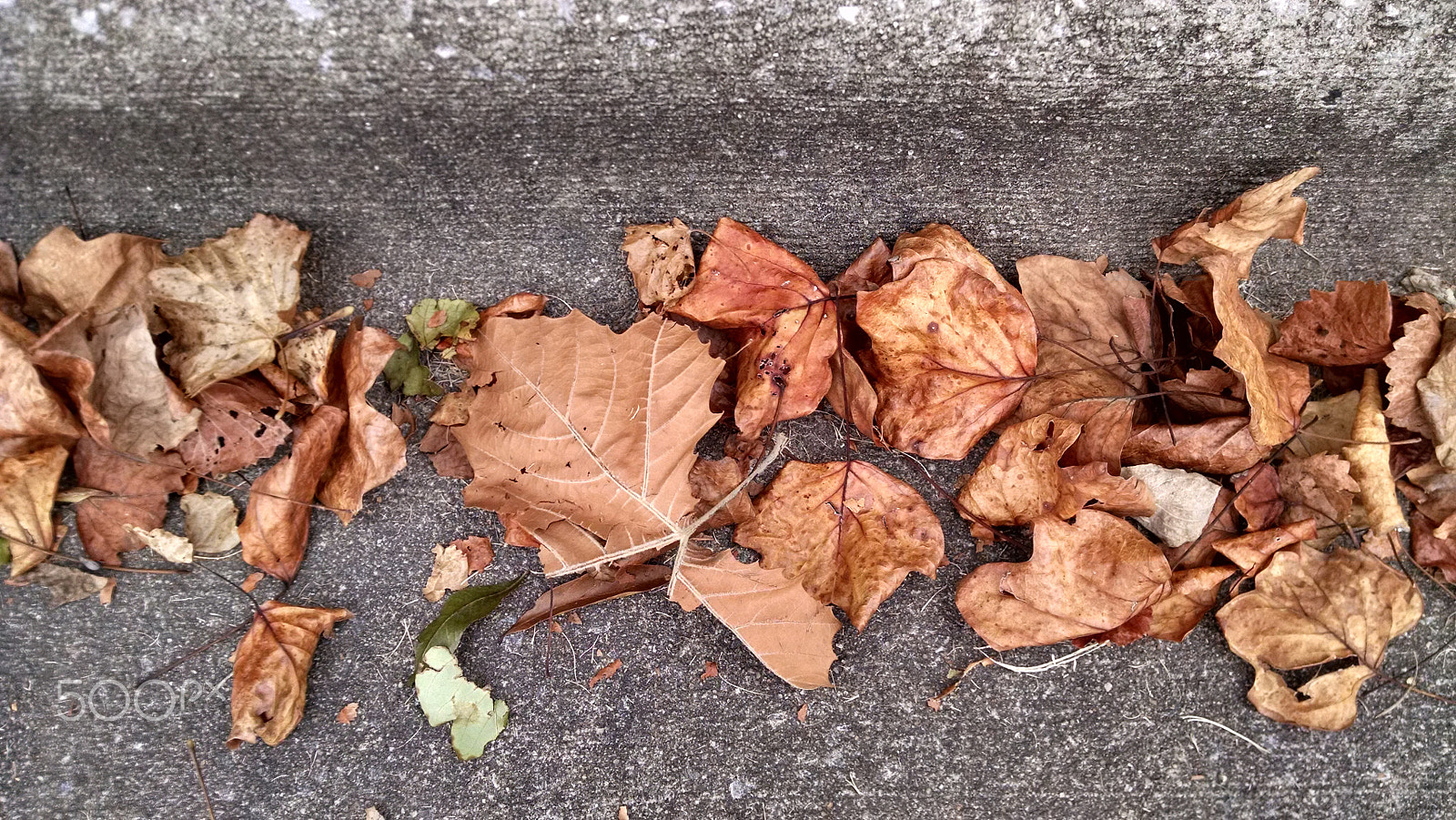 Motorola Droid Mini sample photo. Leaves on the curb photography