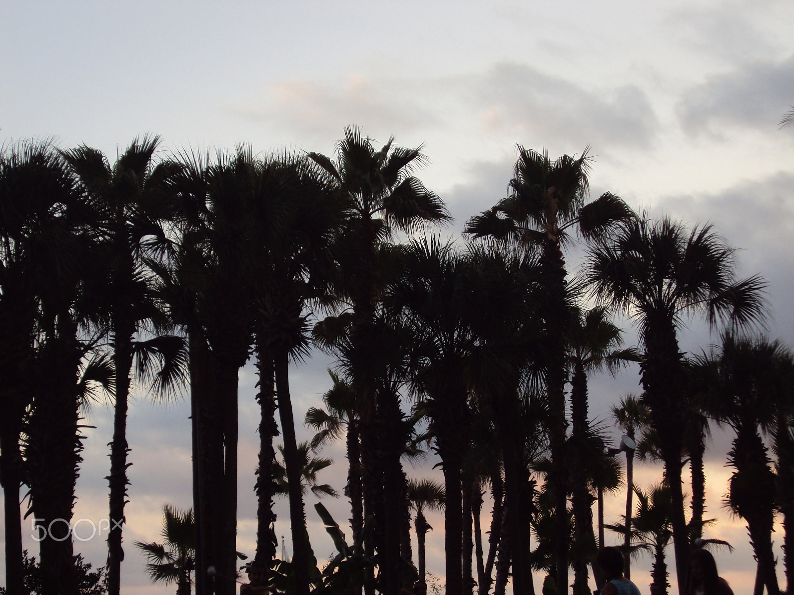 Sony DSC-S980 sample photo. Silhouette palm trees photography