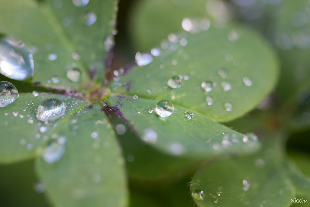 Canon EF 100mm F2.8 Macro USM sample photo. Trebol photography