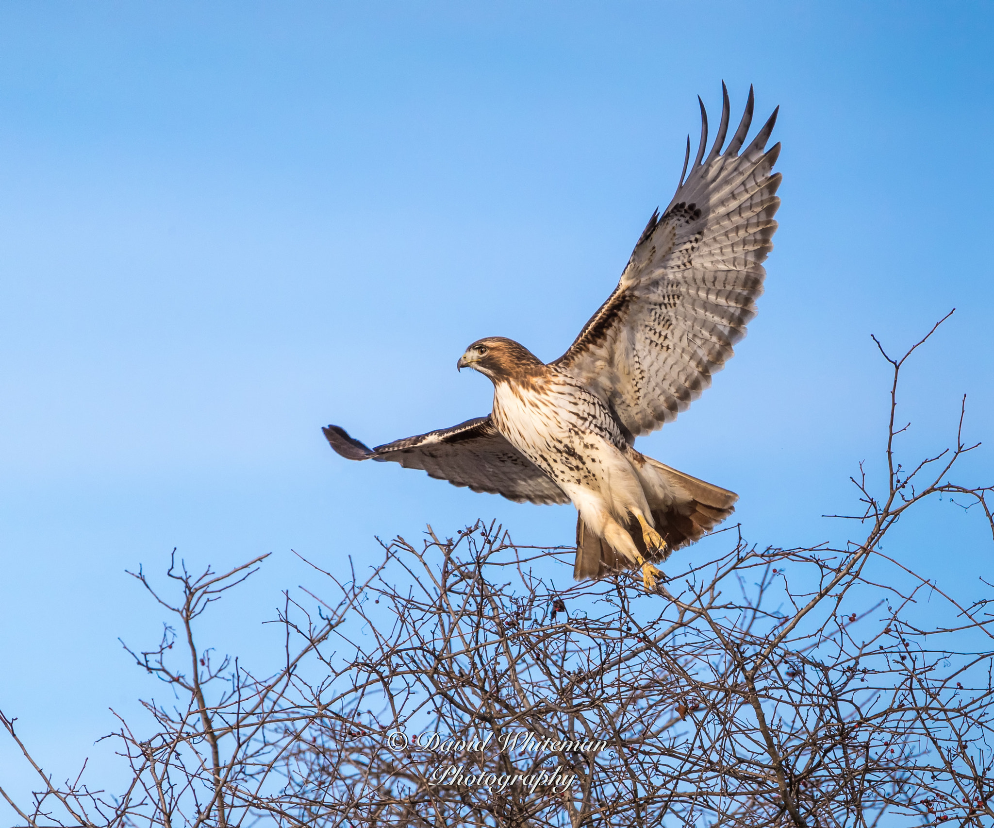 Canon EOS-1D X Mark II sample photo. Red-tailed hawk takes flight photography