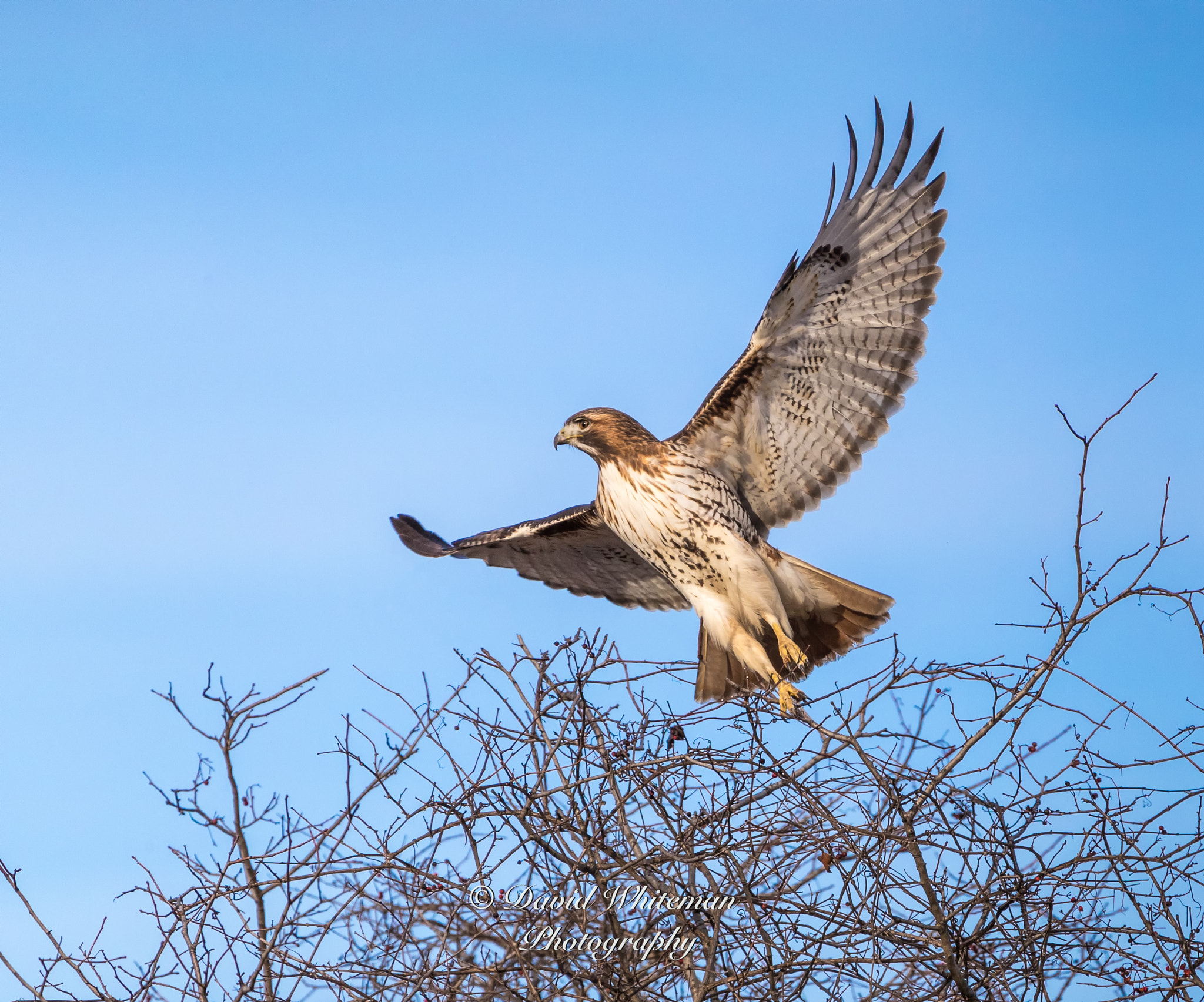 150-600mm F5-6.3 DG OS HSM | Contemporary 015 sample photo. Red-tailed hawk takes flight photography