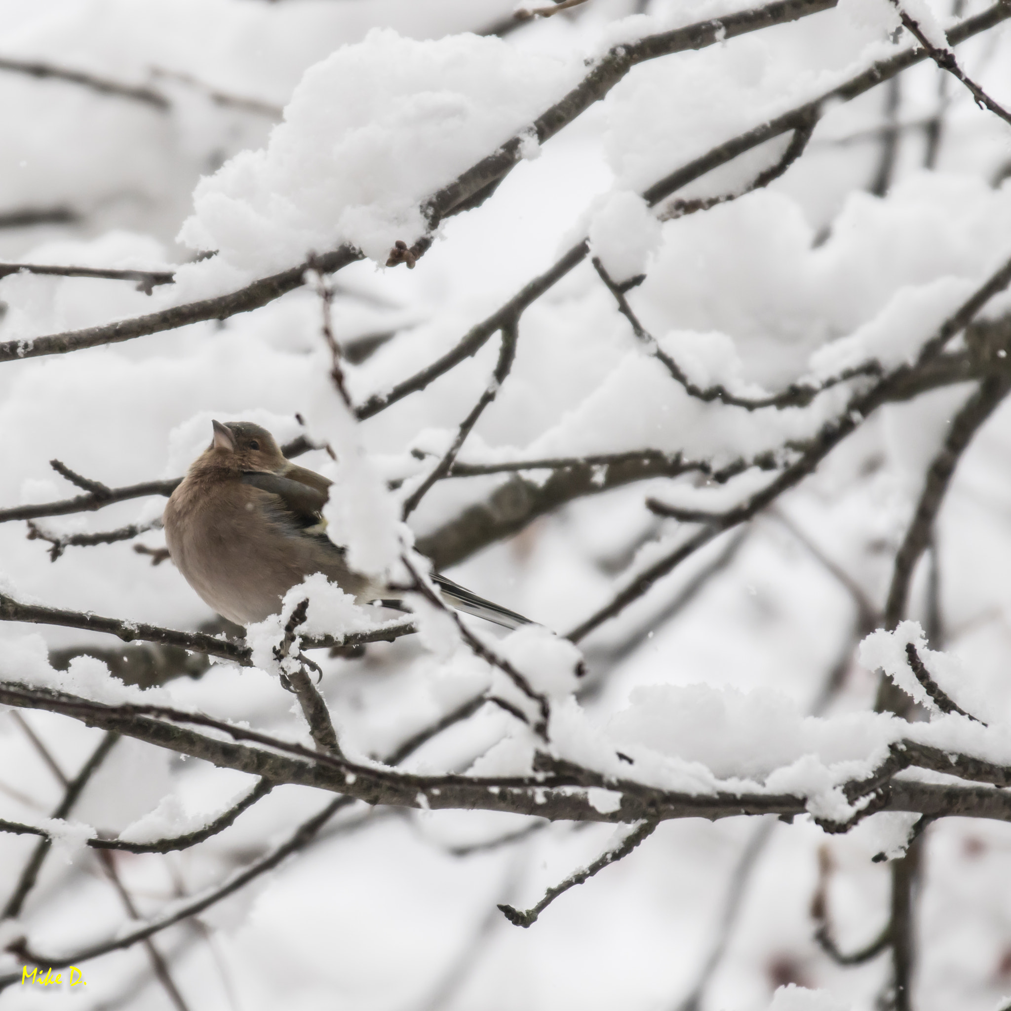 Canon EOS 7D Mark II + Canon EF 70-200mm F2.8L IS II USM sample photo. Pinson dans les arbres photography