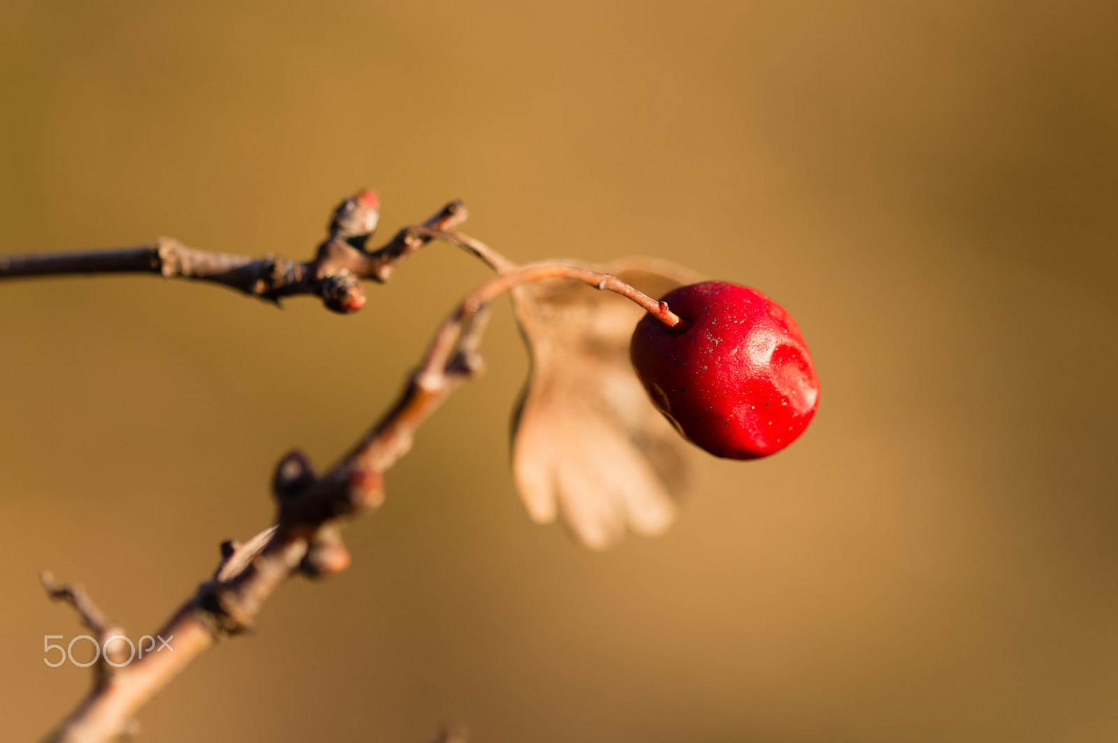 Sigma 105mm F2.8 EX DG OS HSM sample photo. Colpo rosso photography