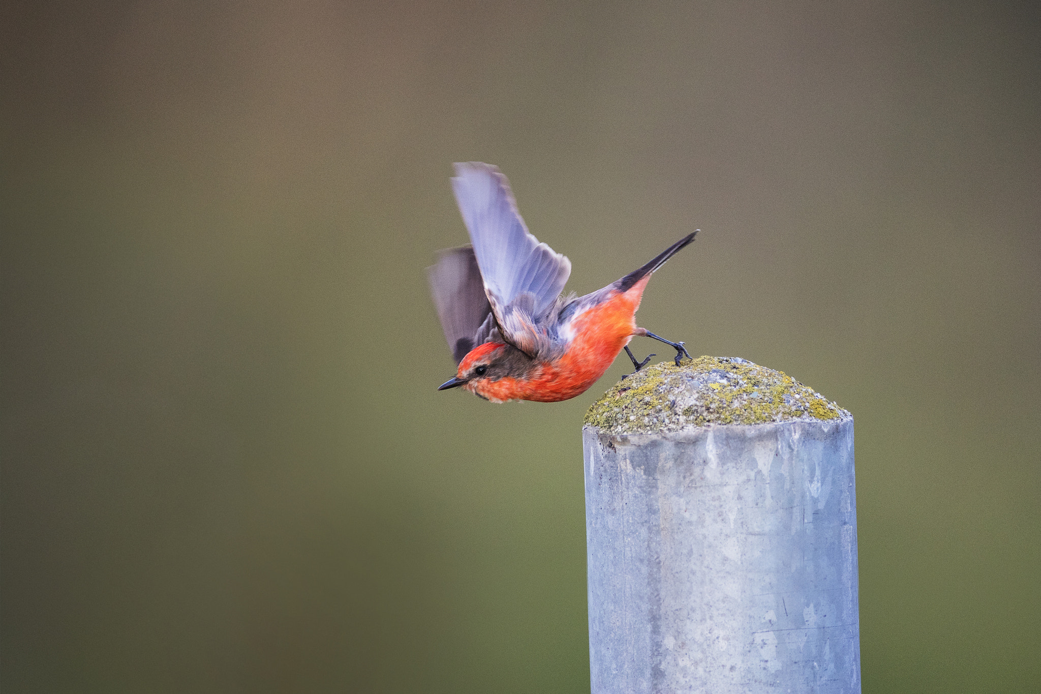 Canon EF 600mm f/4L IS sample photo. Vermilion flycatcher photography