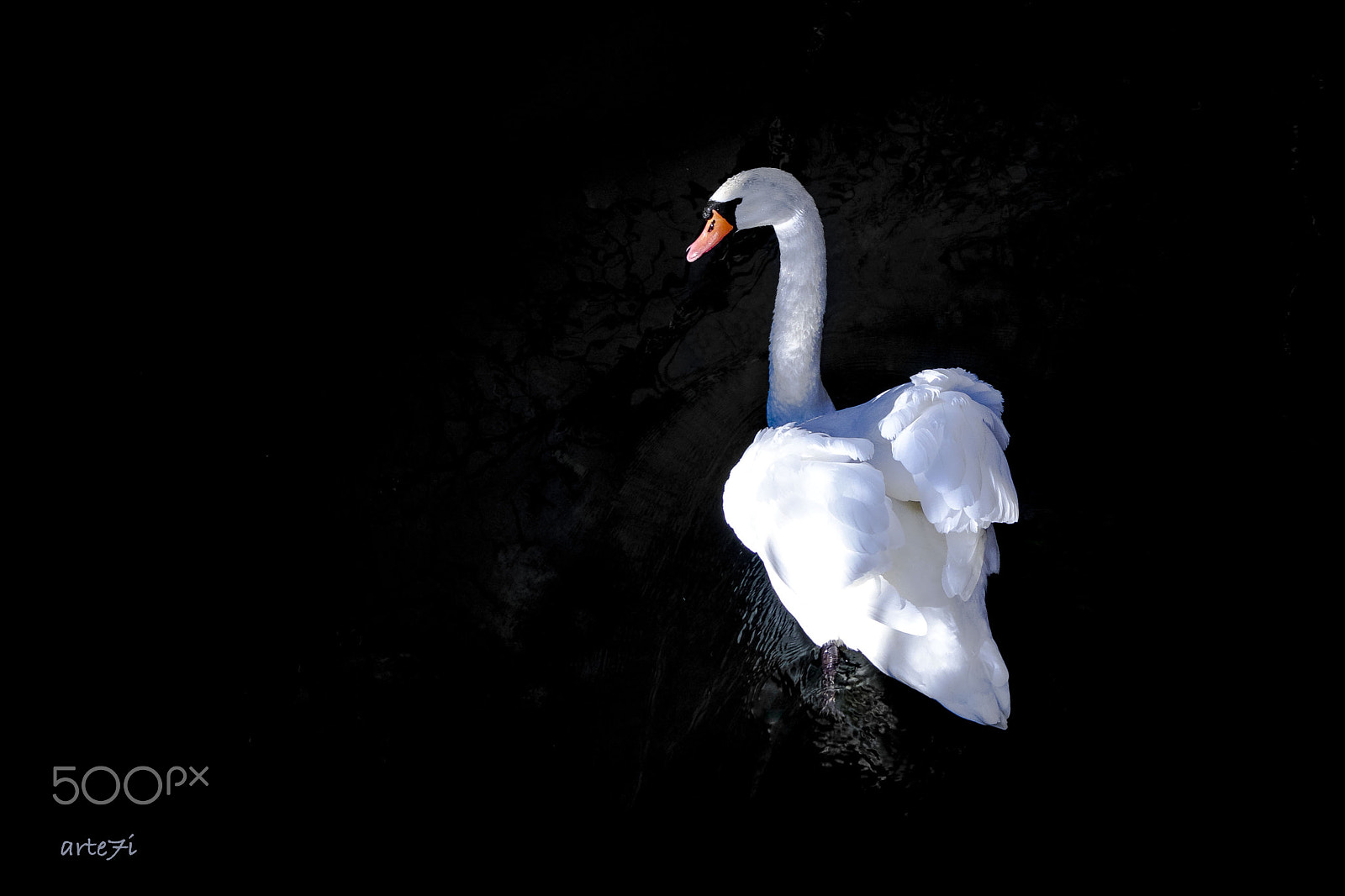 Pentax K-3 sample photo. Swan photography