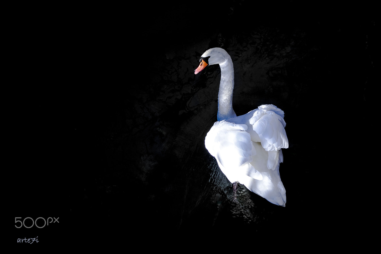 Pentax smc DA* 16-50mm F2.8 ED AL (IF) SDM sample photo. Swan photography