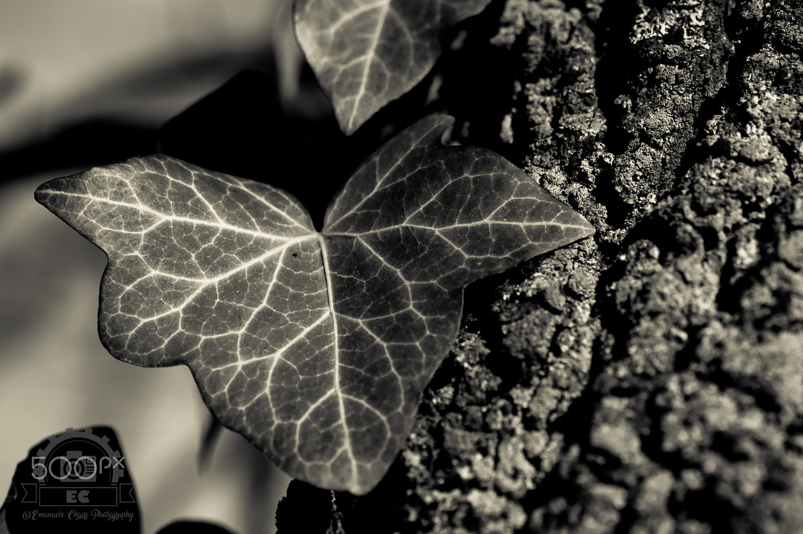 Sigma 105mm F2.8 EX DG OS HSM sample photo. Foglia photography