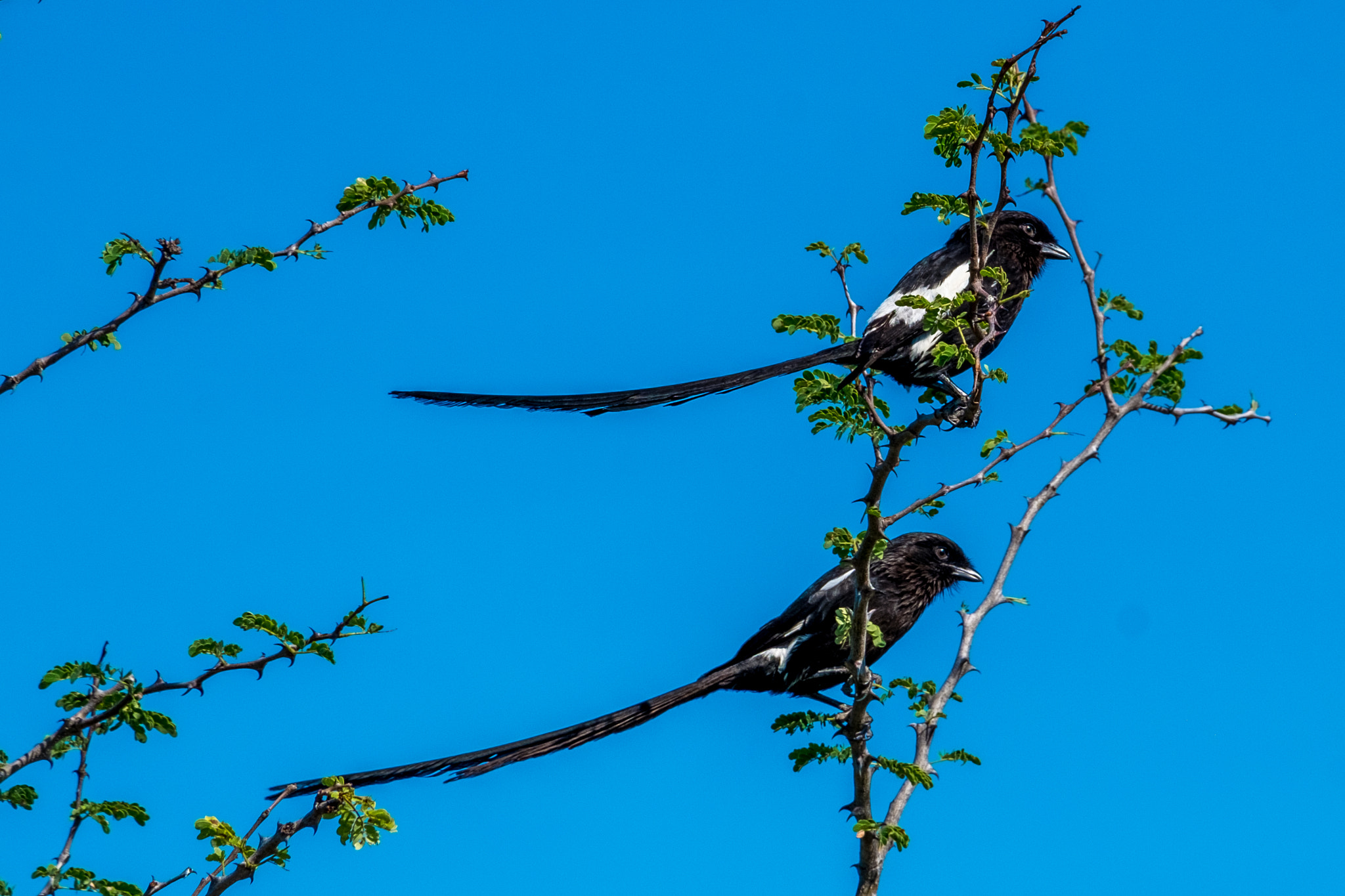 Fujifilm X-Pro1 + Fujifilm XF 55-200mm F3.5-4.8 R LM OIS sample photo. Long tailed shrike photography