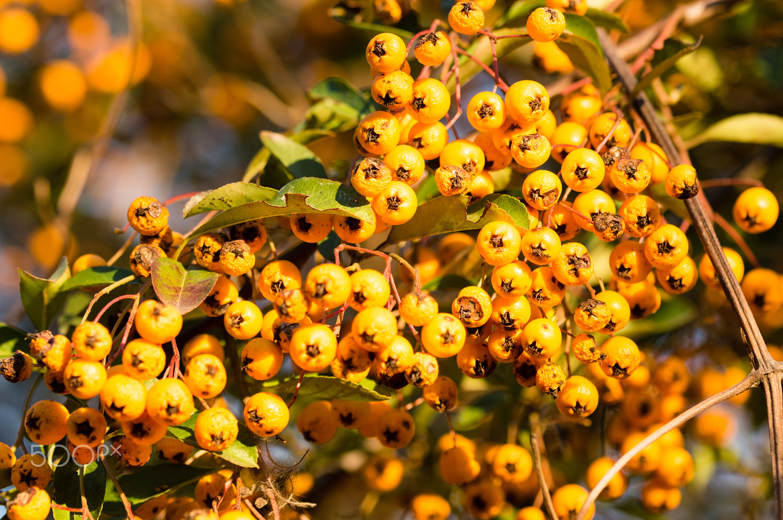 Sigma 105mm F2.8 EX DG OS HSM sample photo. Biancospino giallo photography