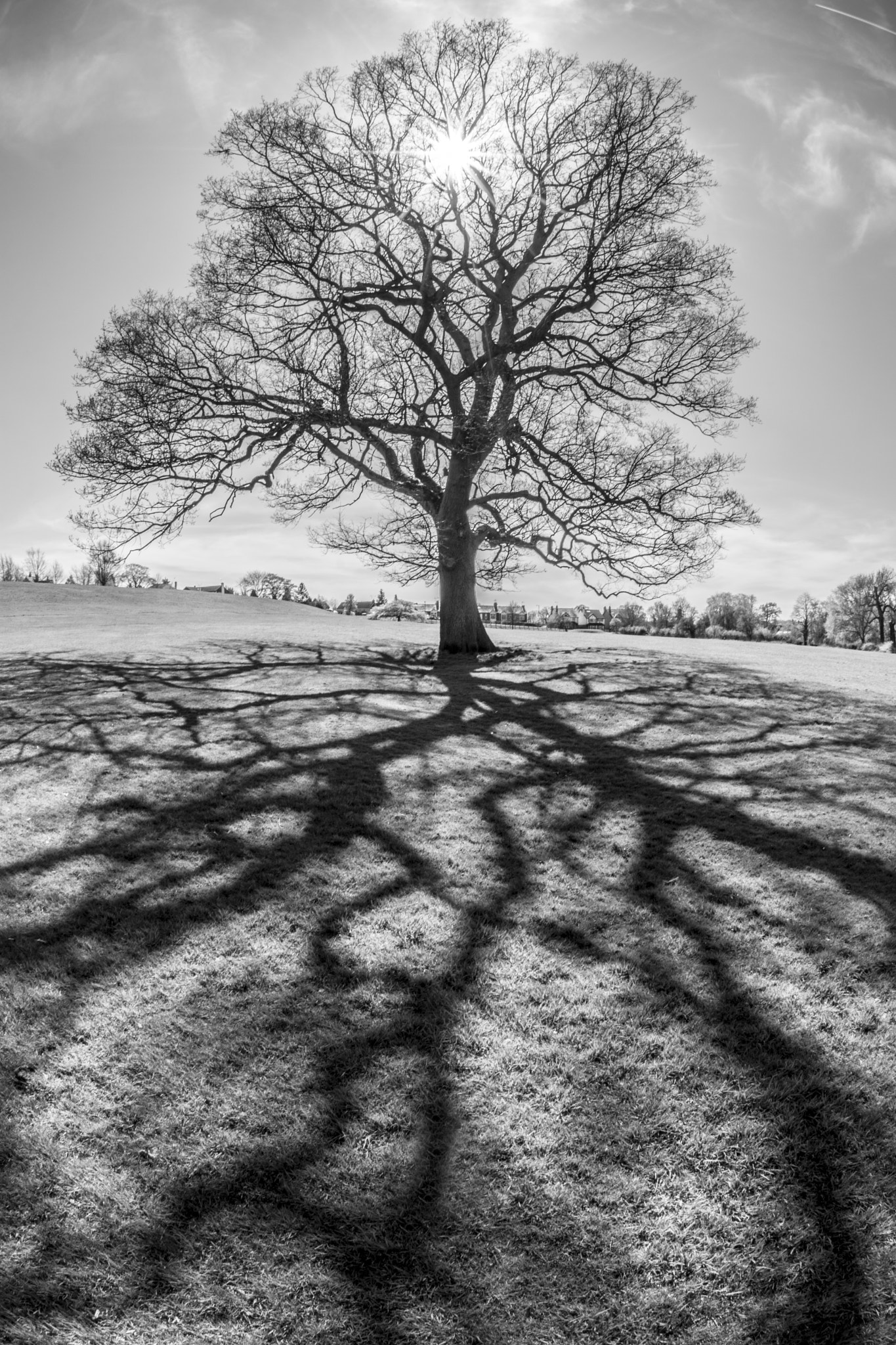 Nikon AF DX Fisheye-Nikkor 10.5mm F2.8G ED sample photo. Nature shadows photography