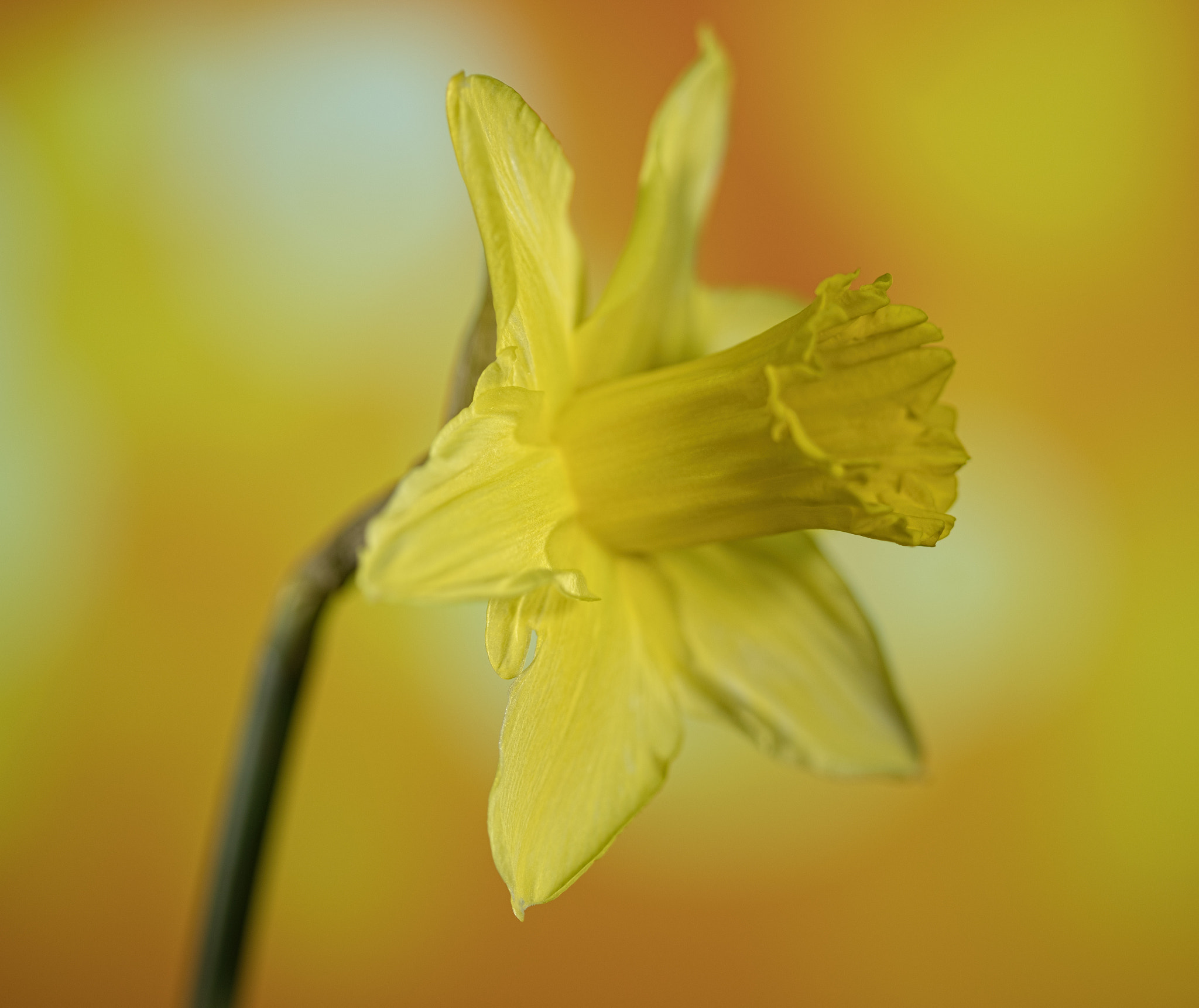 Canon EF 100mm F2.8 Macro USM sample photo. Signs of spring photography