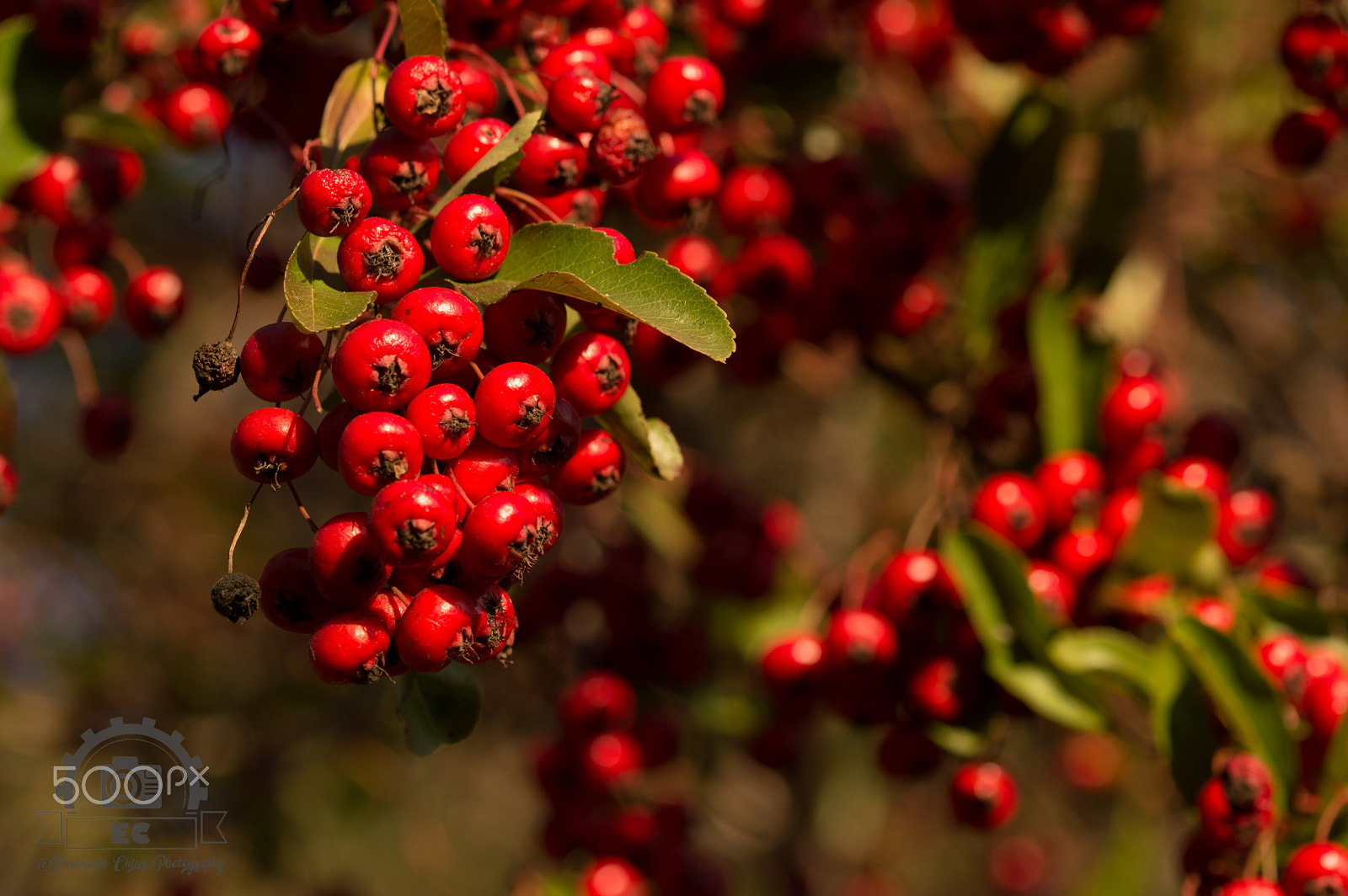 Sigma 105mm F2.8 EX DG OS HSM sample photo. Biancospino red photography