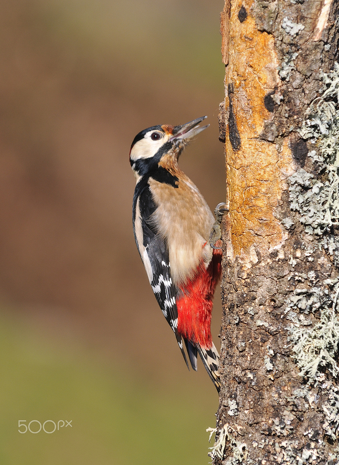 Nikon D300 sample photo. Great spotted woodpecker perched on a log. photography
