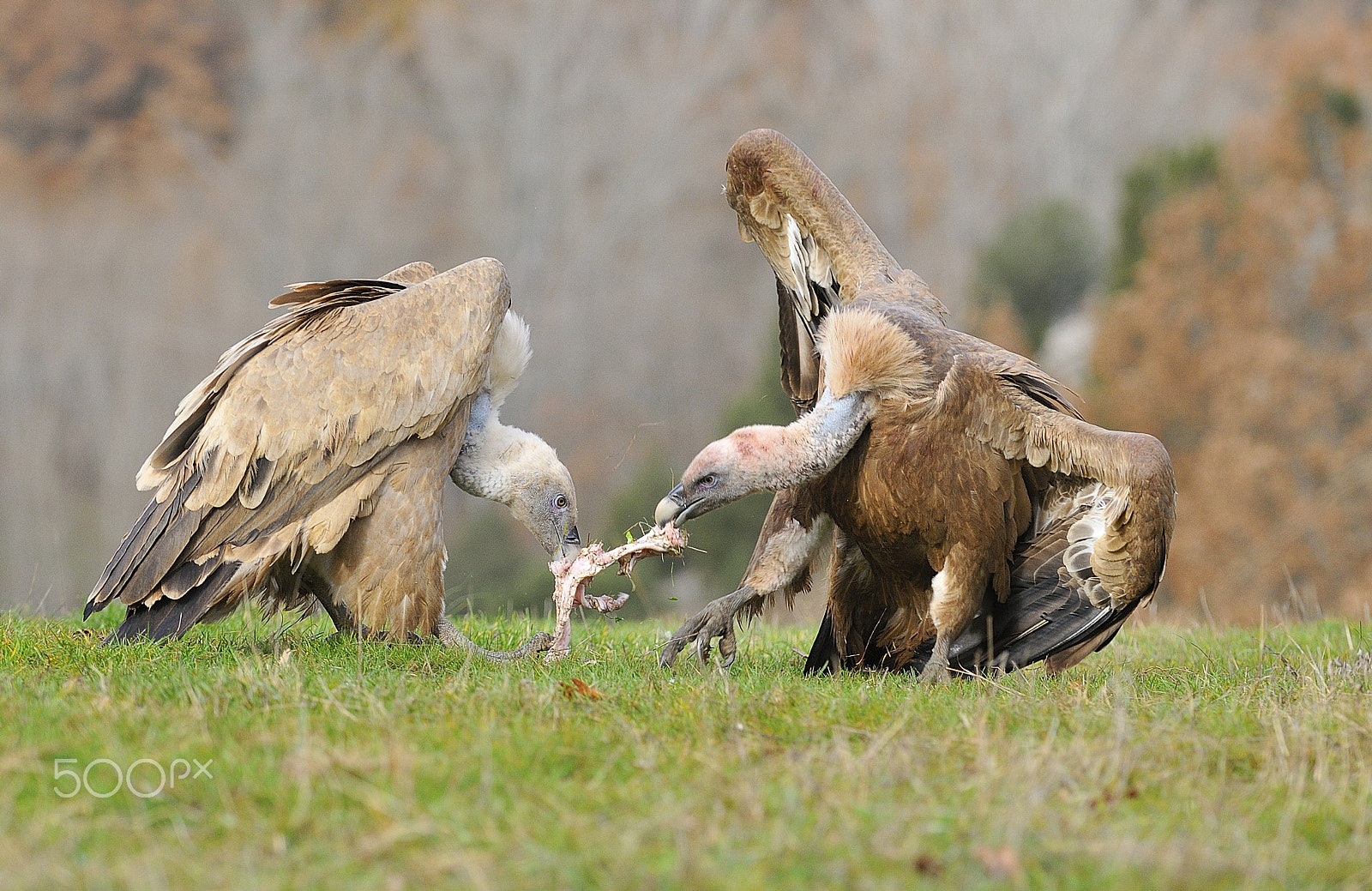 Nikon D300 + Nikon AF-S Nikkor 70-200mm F2.8G ED VR sample photo. Two griffon vultures fighting over carrion. in the meadow. photography