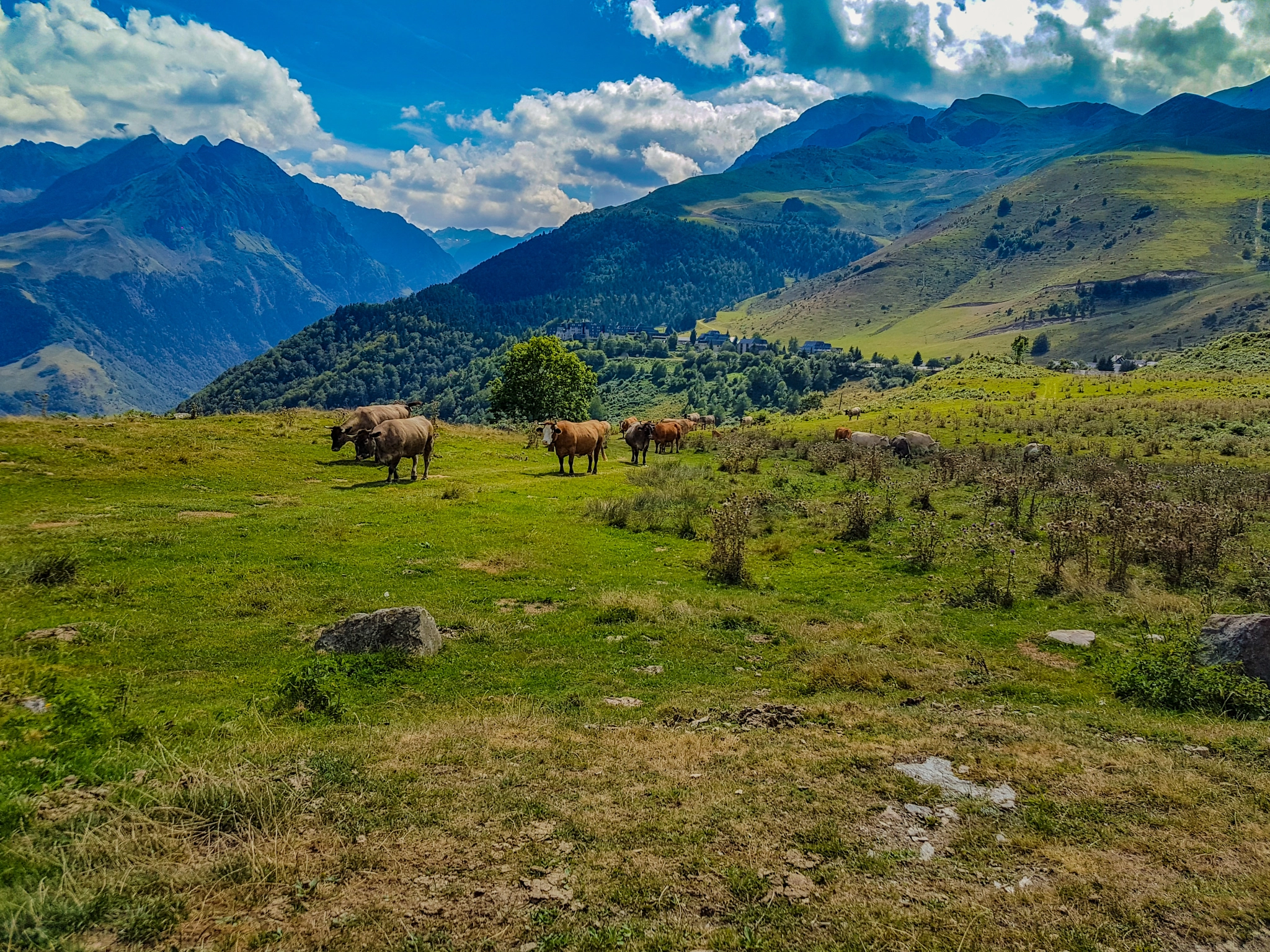 Samsung Galaxy S7 + Samsung Galaxy S7 Rear Camera sample photo. Les vaches d'azet photography