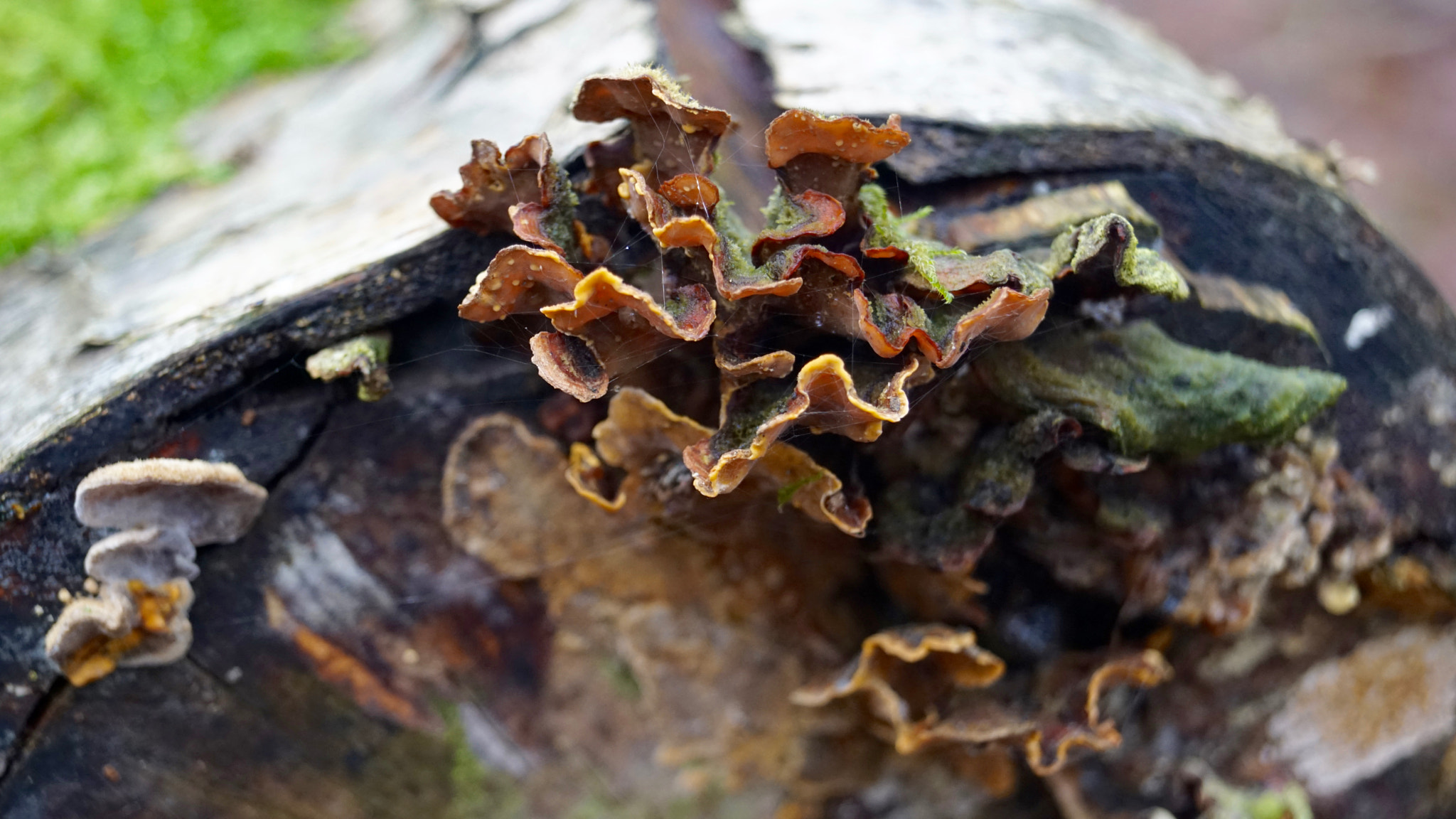 Sony SLT-A68 + Sony DT 18-55mm F3.5-5.6 SAM II sample photo. Mushroom photography