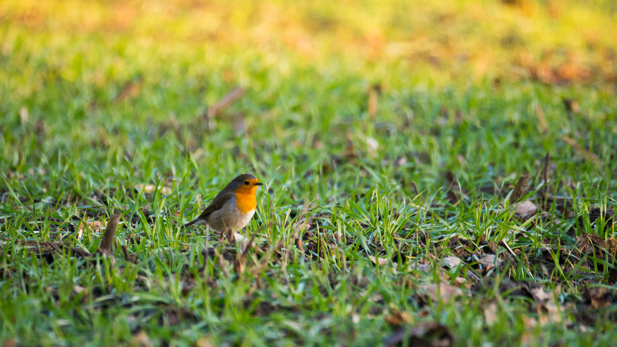 Panasonic DMC-G70 + LEICA DG 100-400/F4.0-6.3 sample photo. Erithacus rubecula photography