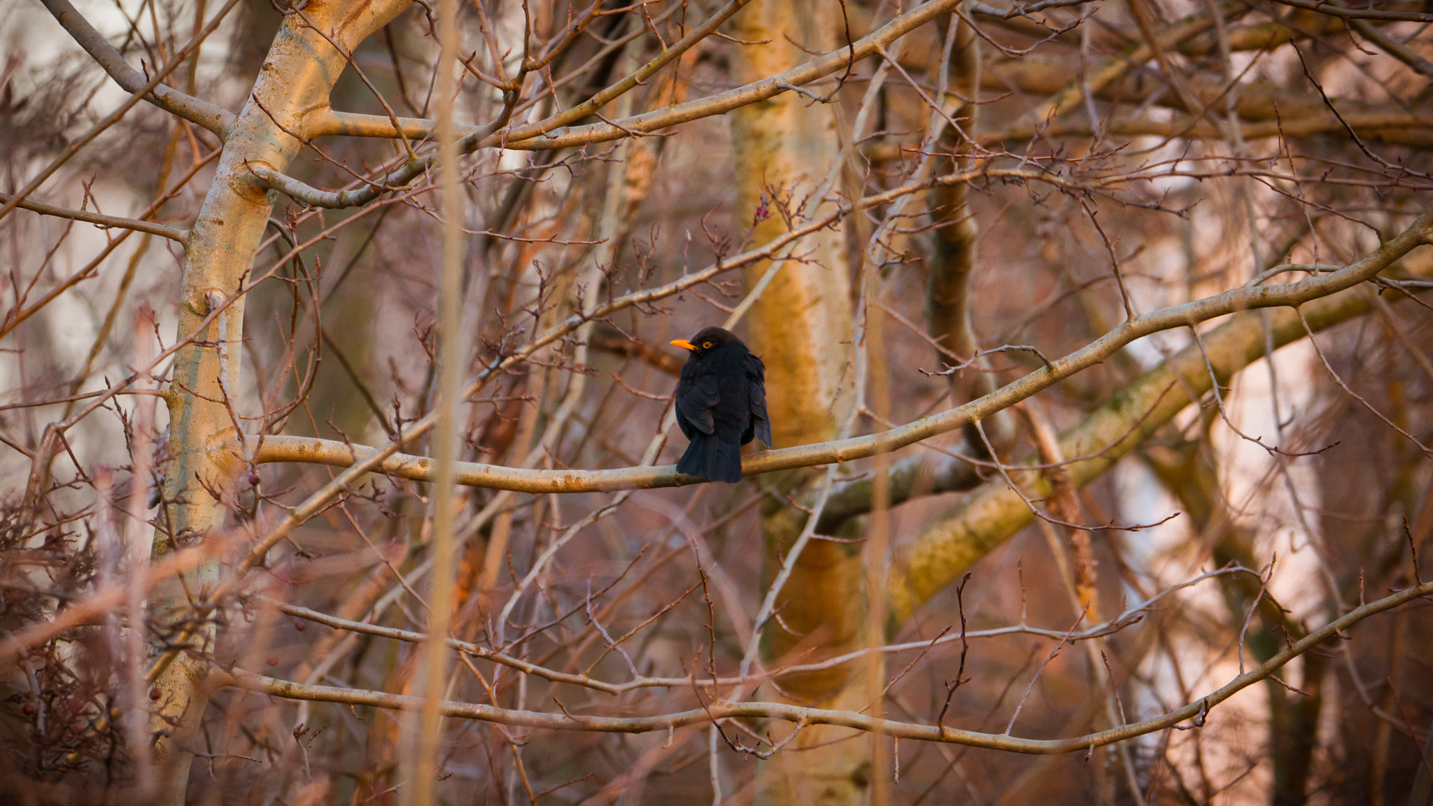 Panasonic DMC-G70 + LEICA DG 100-400/F4.0-6.3 sample photo. Turdus merula photography