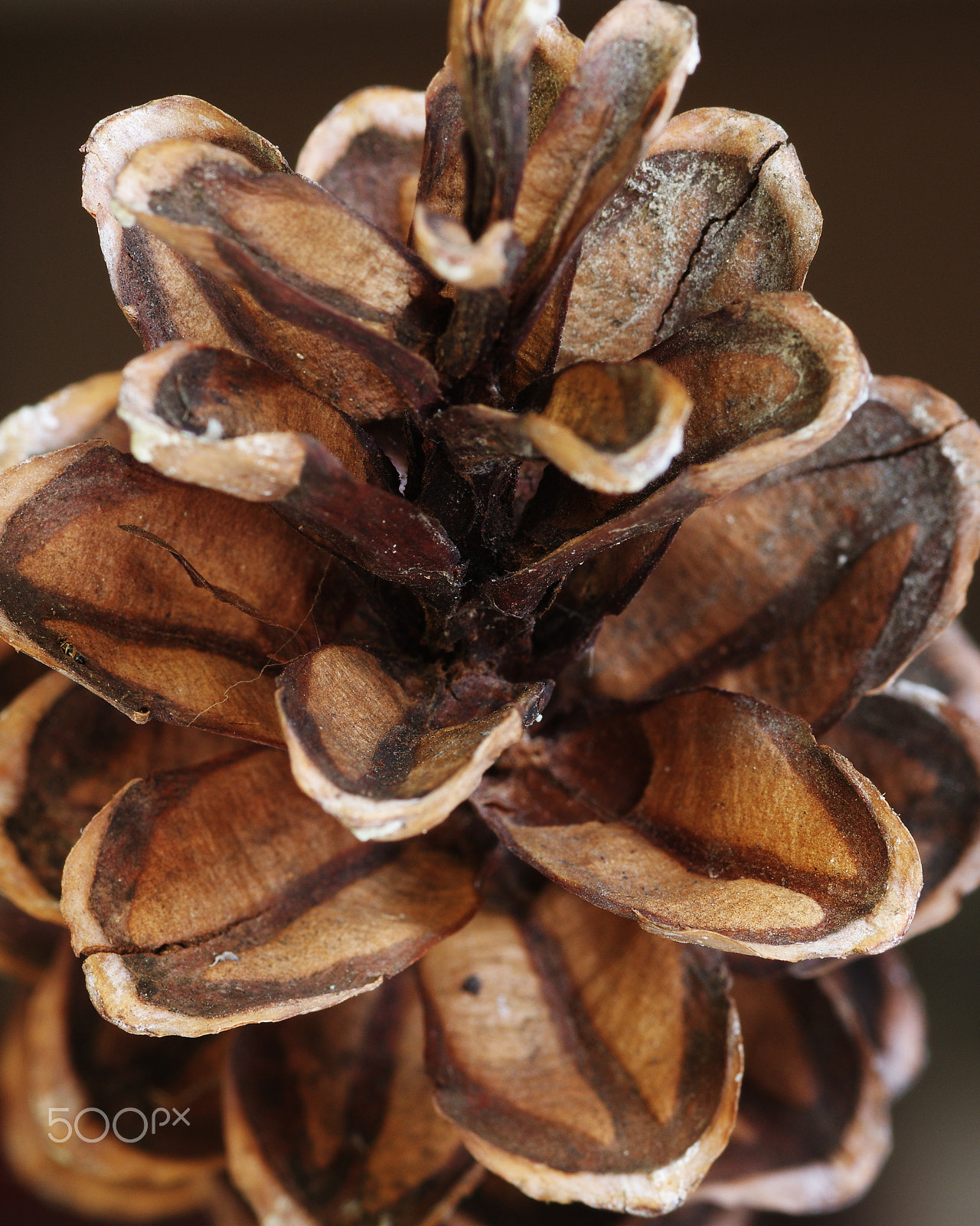 Pentax smc D-FA 100mm F2.8 Macro WR sample photo. Pine cone photography