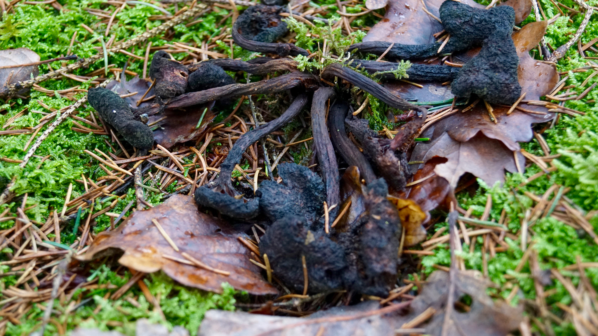 Sony SLT-A68 + Sony DT 18-55mm F3.5-5.6 SAM II sample photo. Mushroom photography