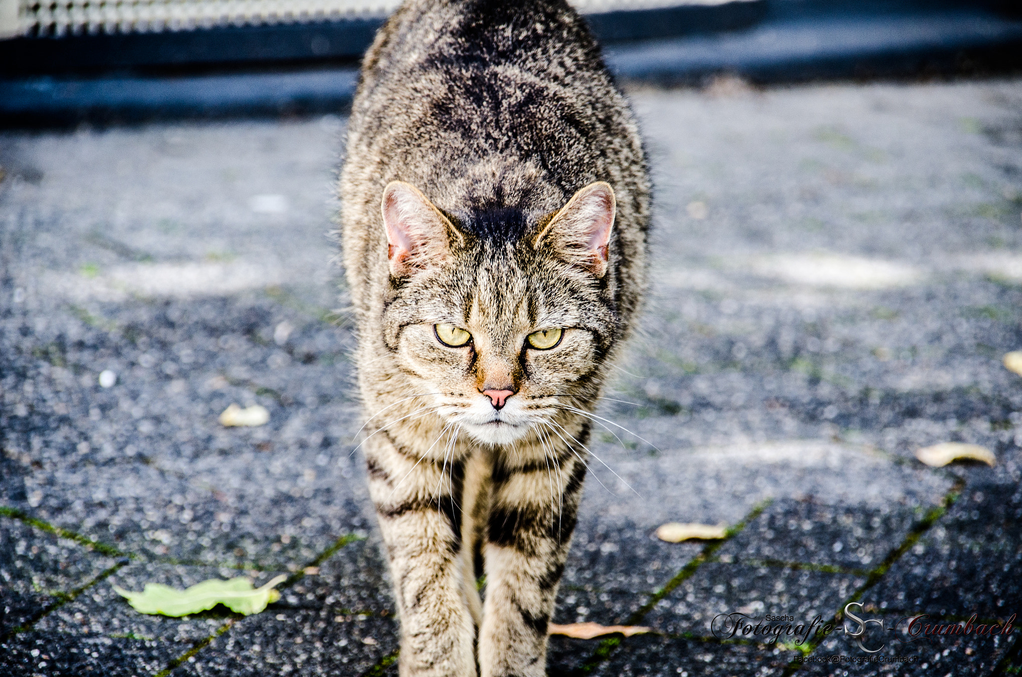 Nikon D7000 + Sigma 18-200mm F3.5-6.3 DC OS HSM sample photo. Katze photography