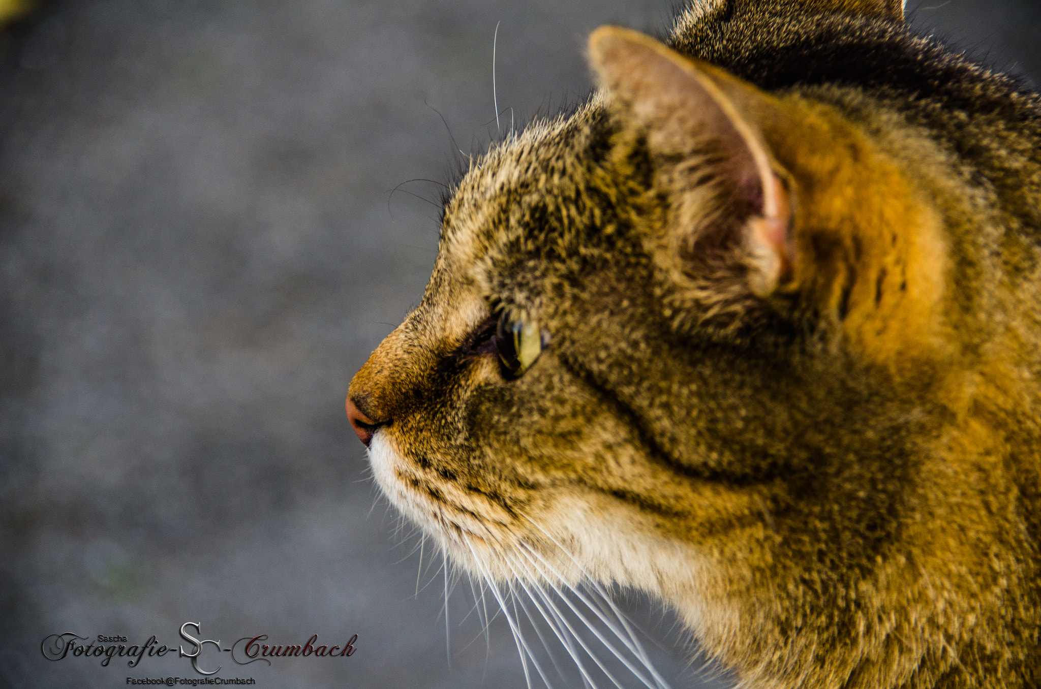 Nikon D7000 + Sigma 18-200mm F3.5-6.3 DC OS HSM sample photo. Katze photography