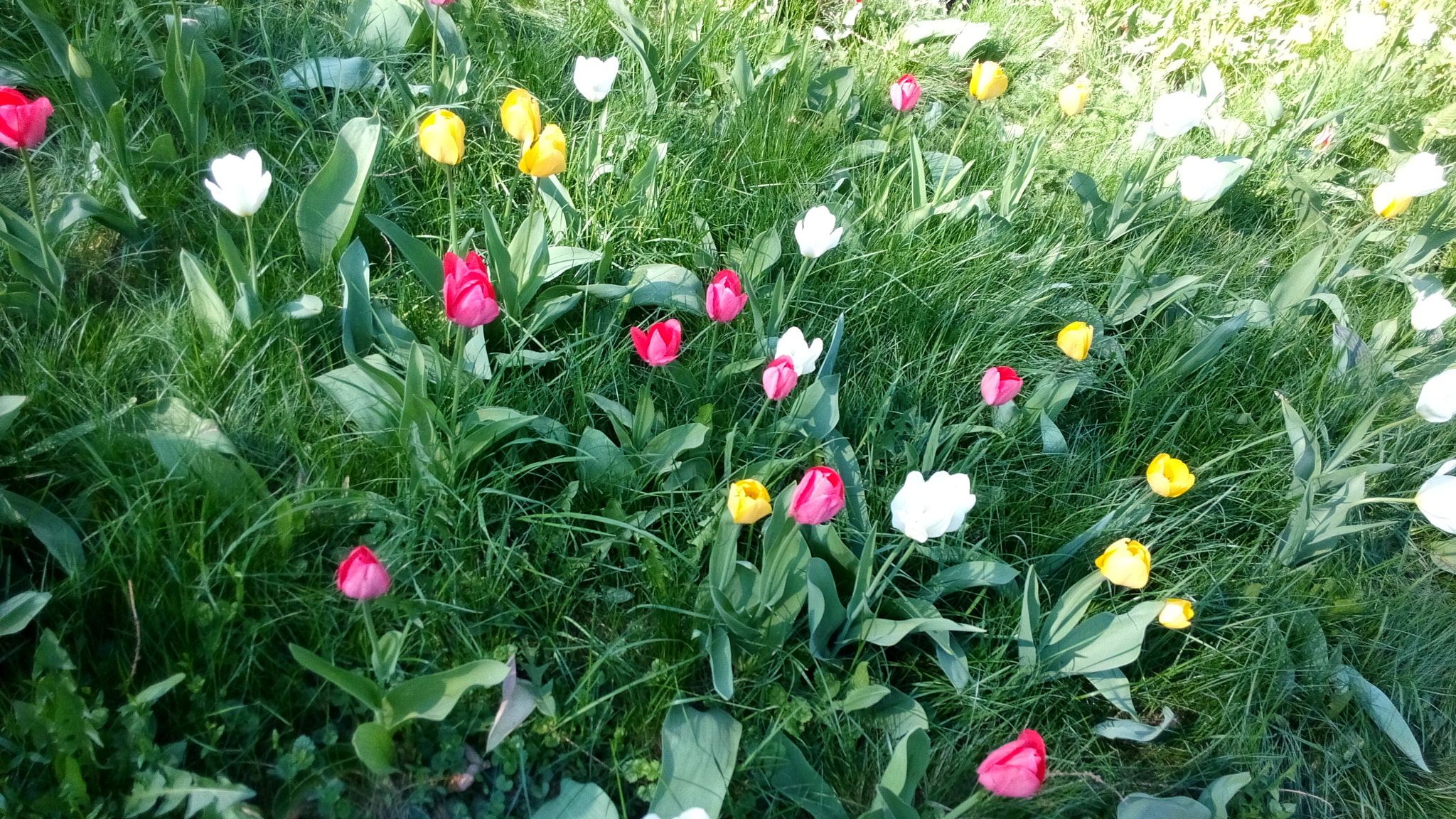 HUAWEI Honor3 sample photo