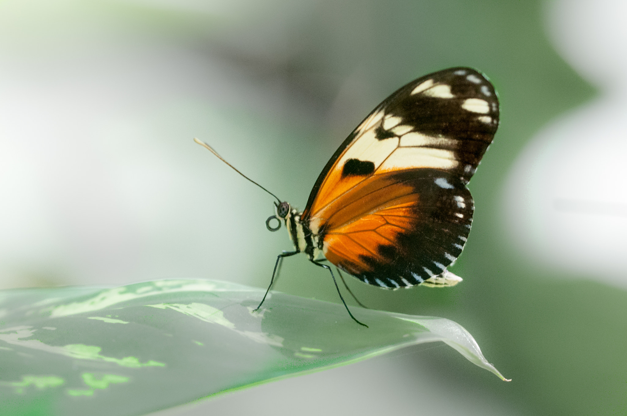 Sigma 150mm F2.8 EX DG OS Macro HSM sample photo. Heliconius hecale photography