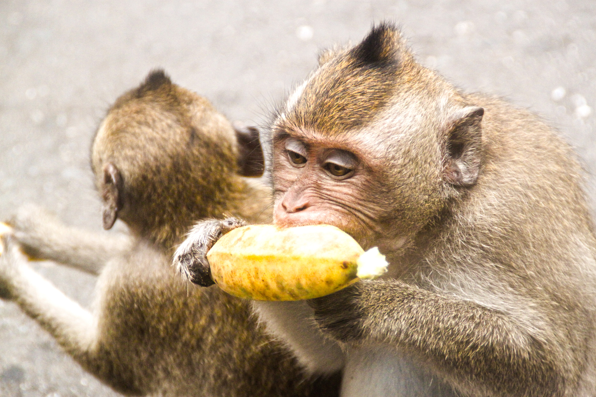 Canon EOS 500D (EOS Rebel T1i / EOS Kiss X3) sample photo. Monkey business photography
