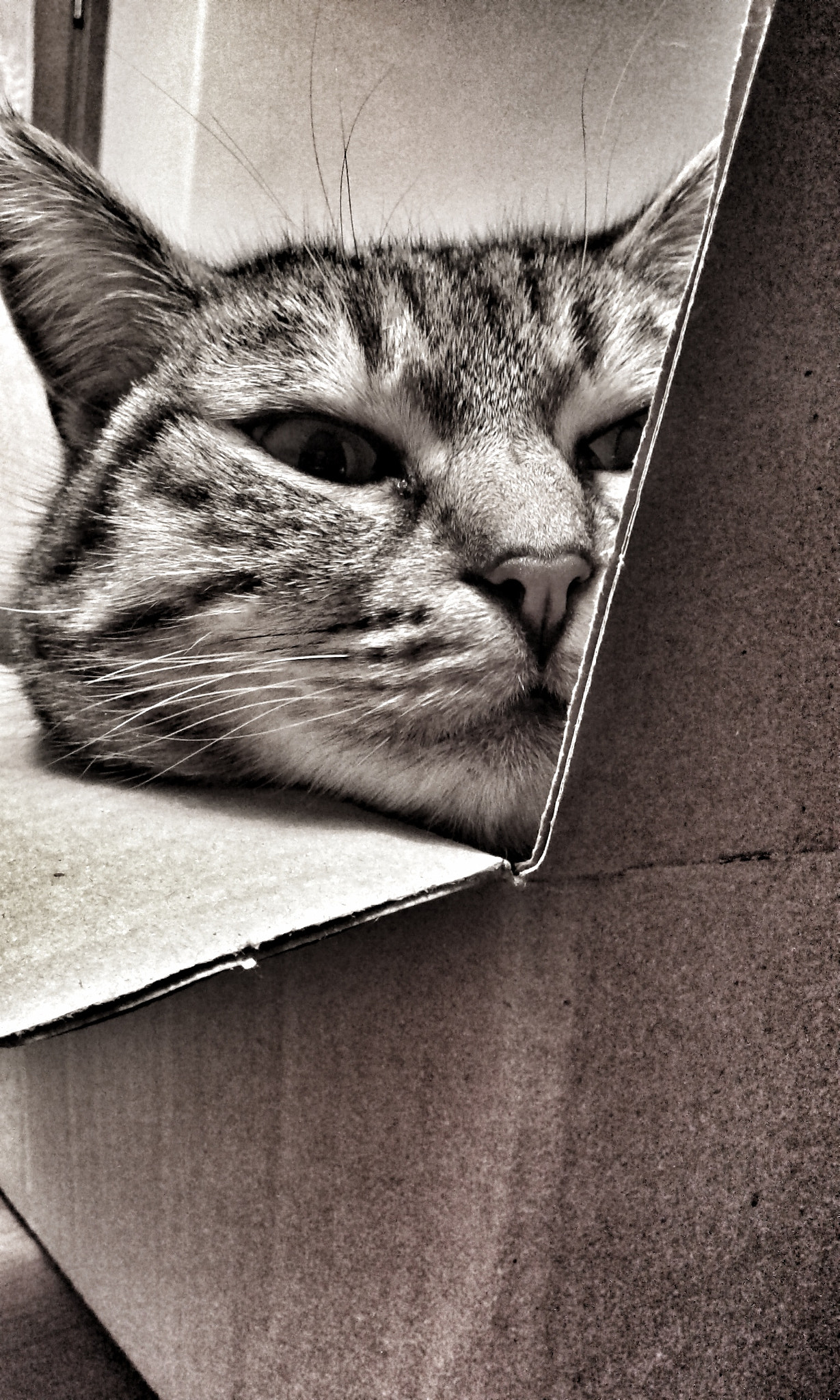 Samsung Galaxy Grand Neo Plus sample photo. Cat photography